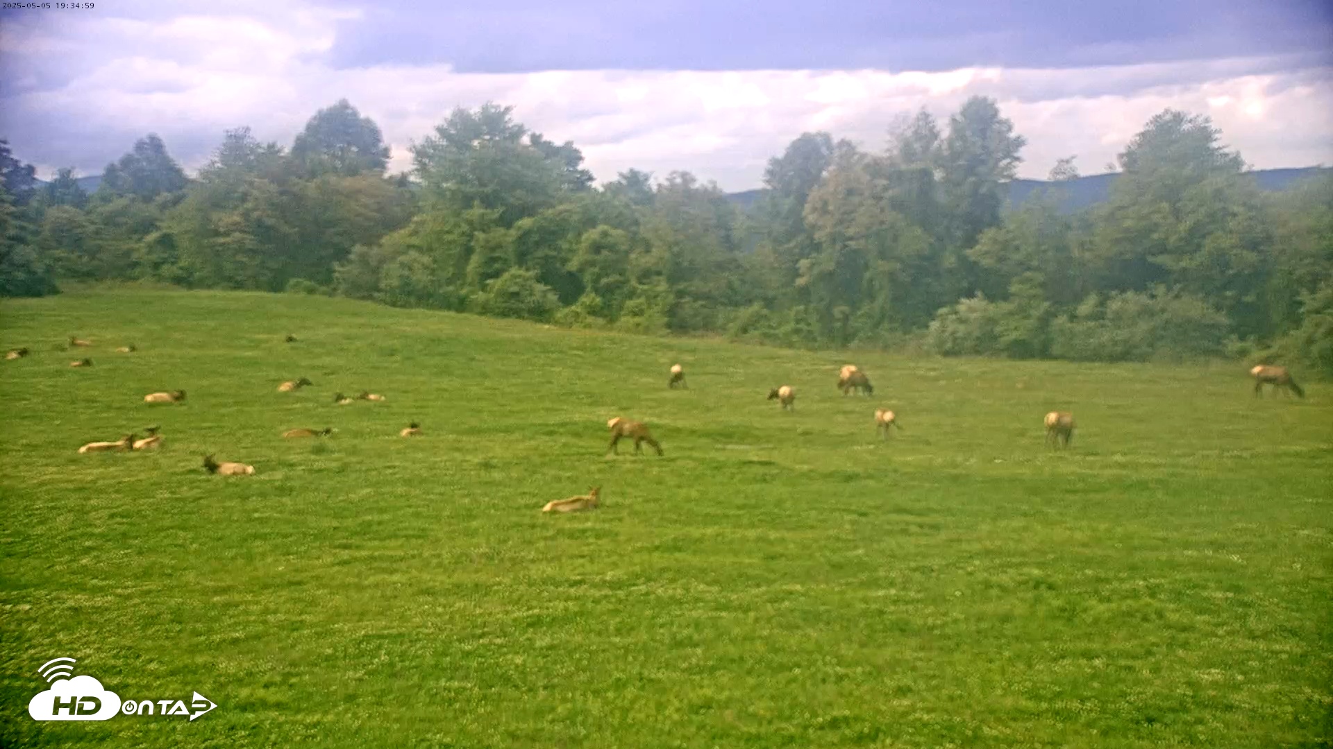 Snapshot of Tennessee Elk Cam taken May 5, 2025, 5:18pm EDT
