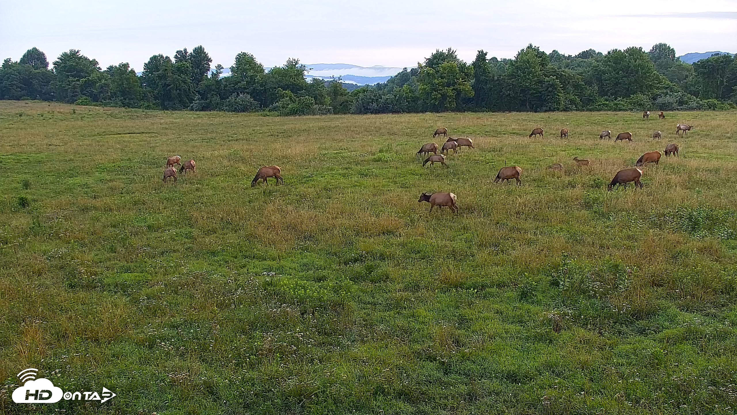 Snapshot of Tennessee Elk Live Webcam taken Jun 29, 2026, 7:07am EDT