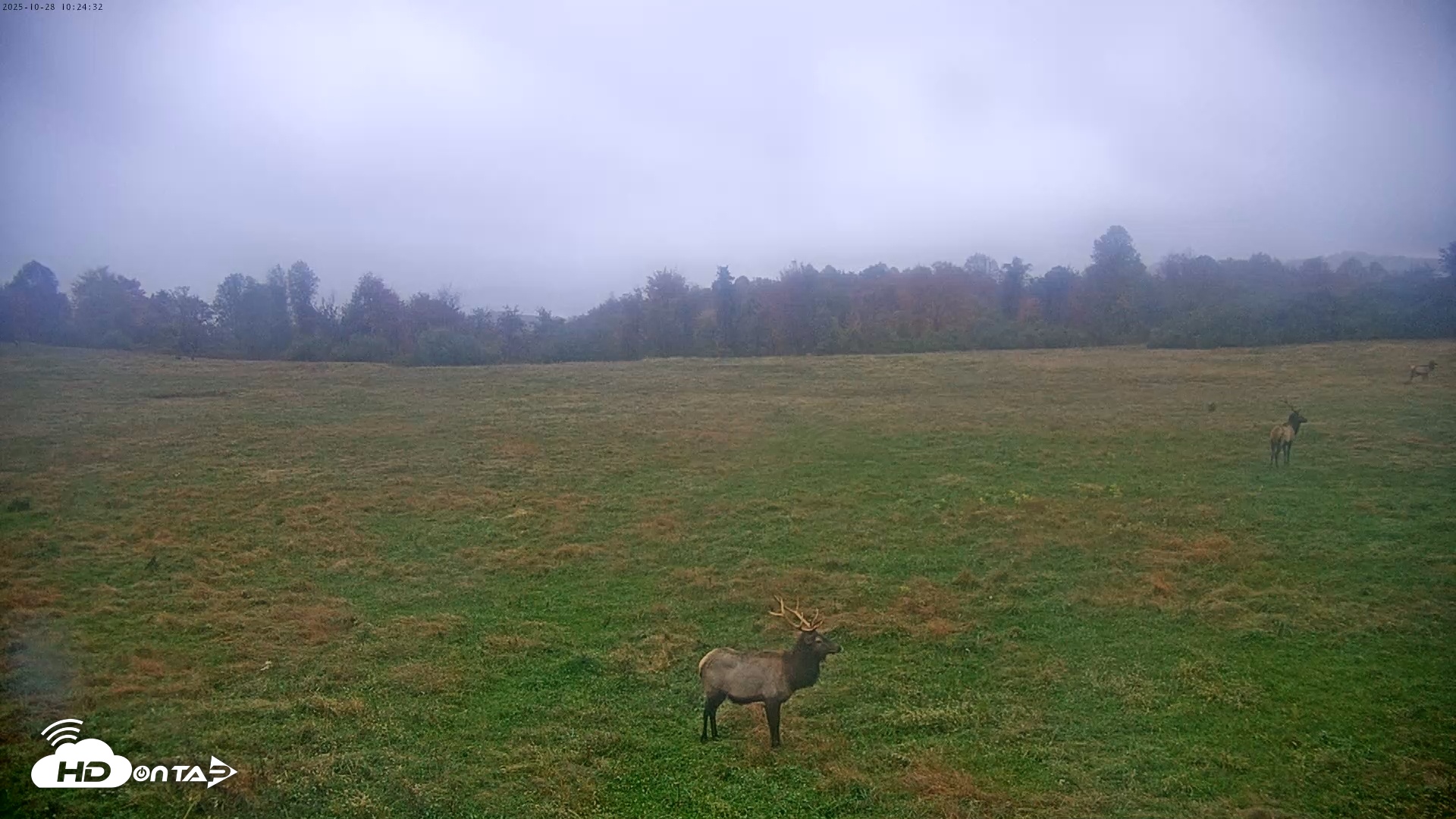 Snapshot of Tennessee Elk Live Webcam taken Oct 28, 2025, 8:01am EDT
