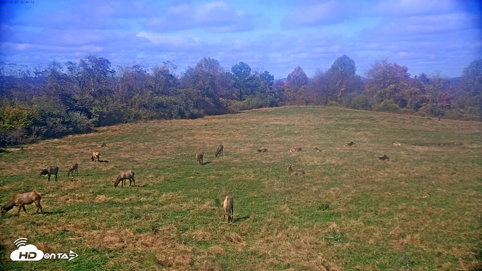 Snapshot of Tennessee Elk Live Webcam taken Nov 3, 2025, 1:25pm EST