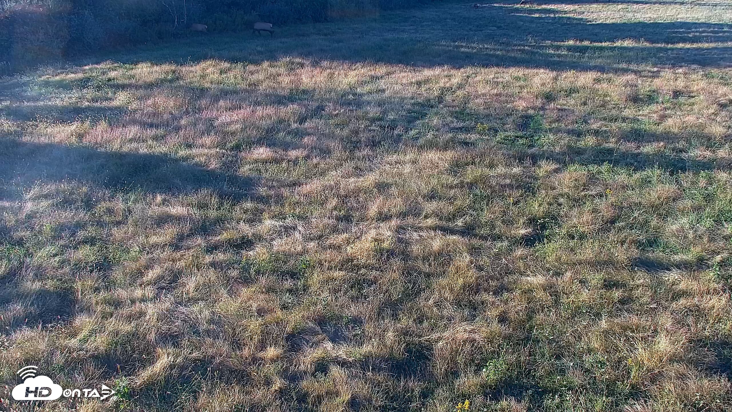 Snapshot of Tennessee Elk Live Webcam taken Oct 8, 2026, 6:01pm EDT