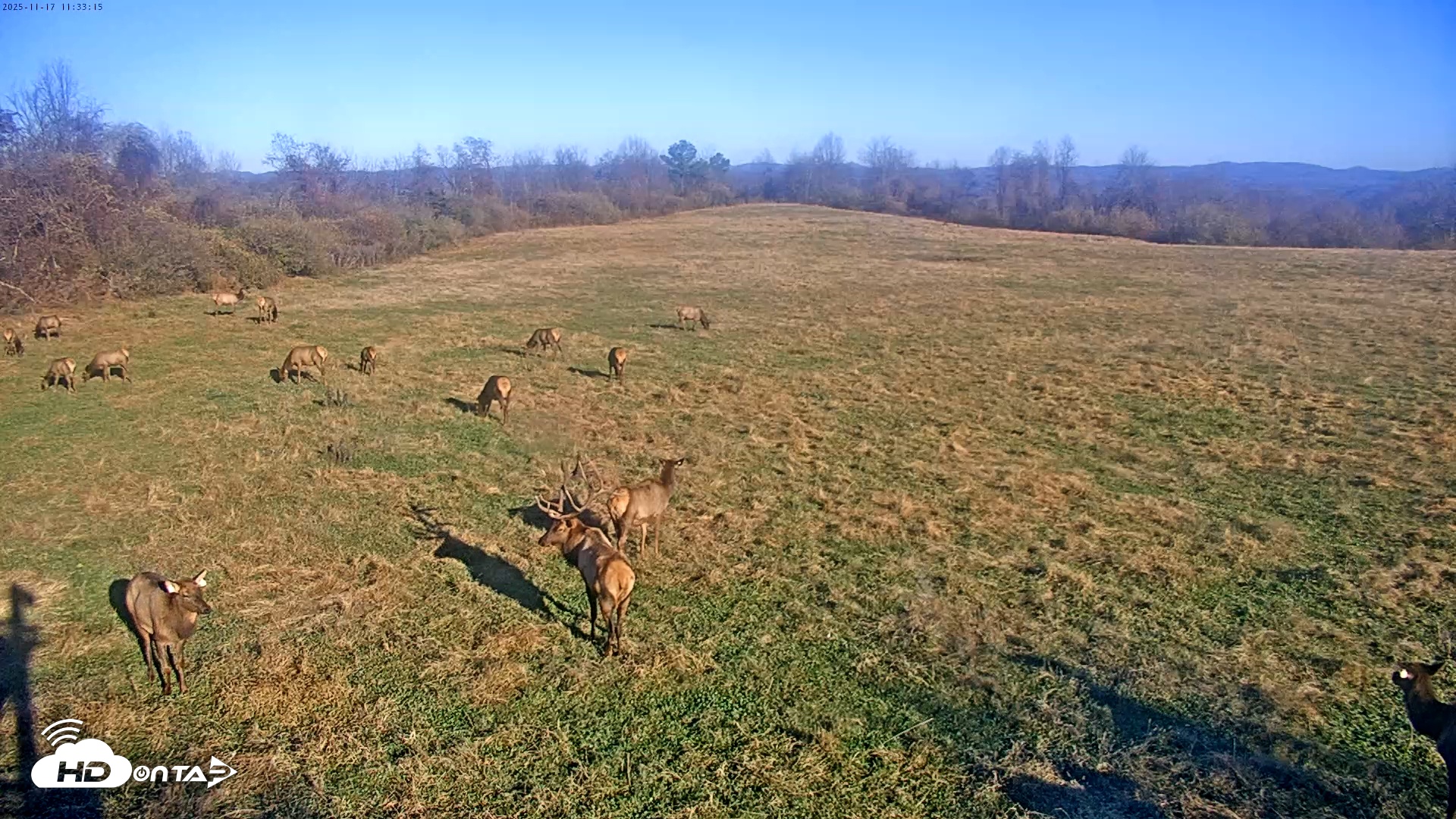 Snapshot of Tennessee Elk Live Webcam taken Nov 17, 2025, 9:09am EST