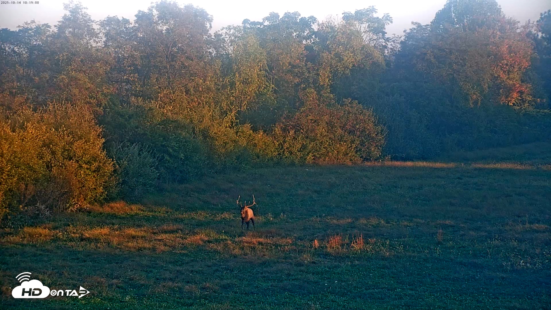 Snapshot of Tennessee Elk Live Webcam taken Oct 14, 2025, 7:54am EDT