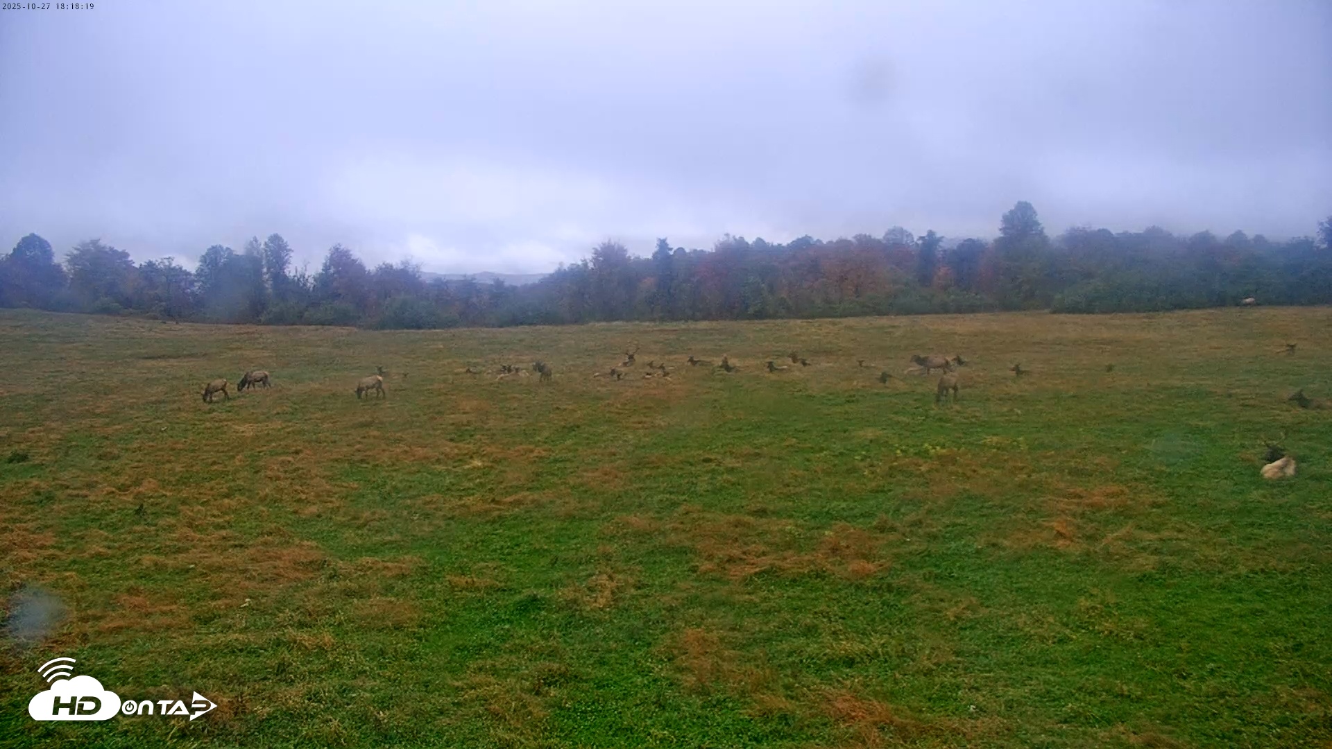 Snapshot of Tennessee Elk Live Webcam taken Oct 27, 2025, 3:58pm EDT