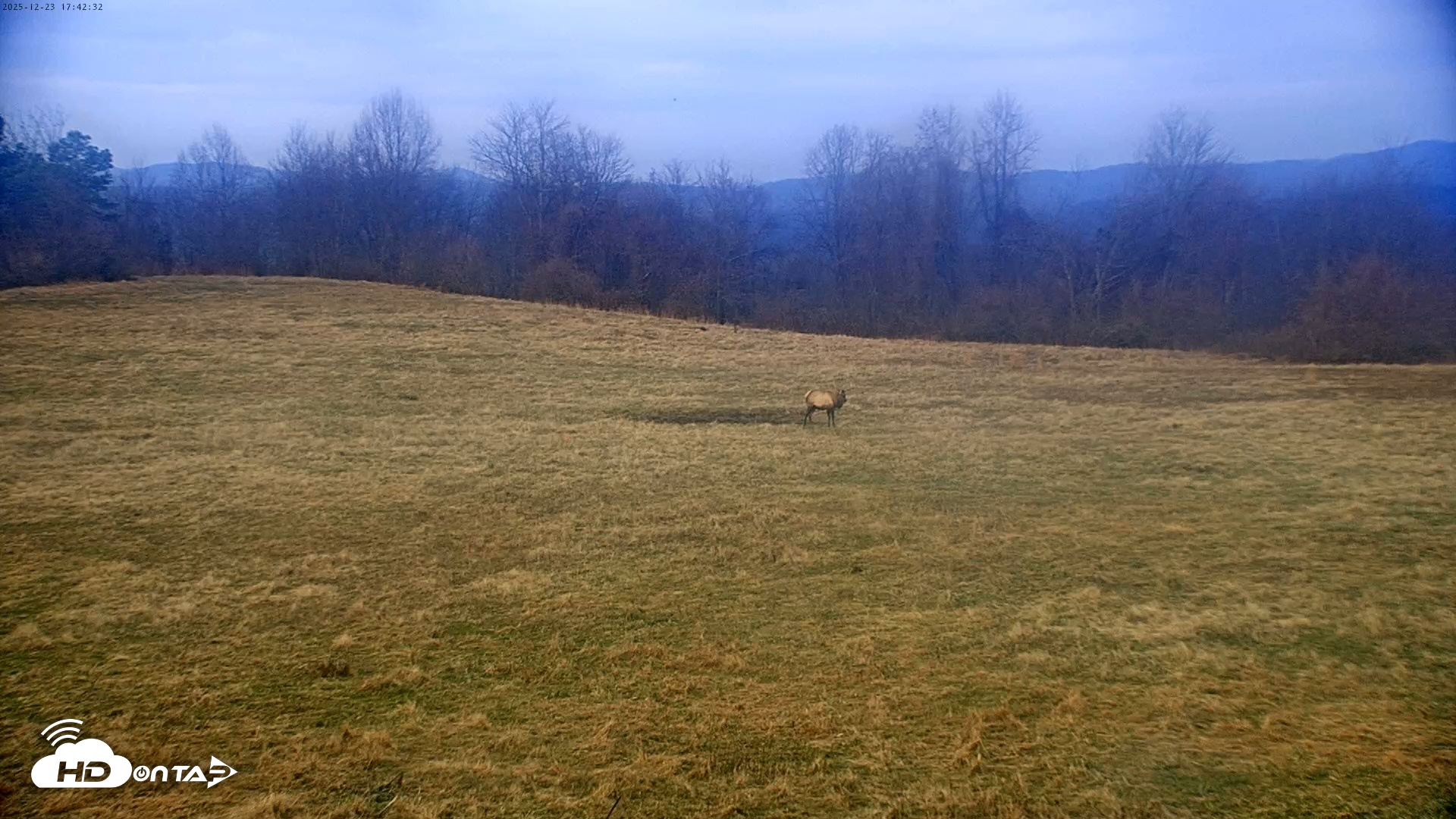 Snapshot of Tennessee Elk Live Webcam taken Dec 23, 2025, 3:19pm EST