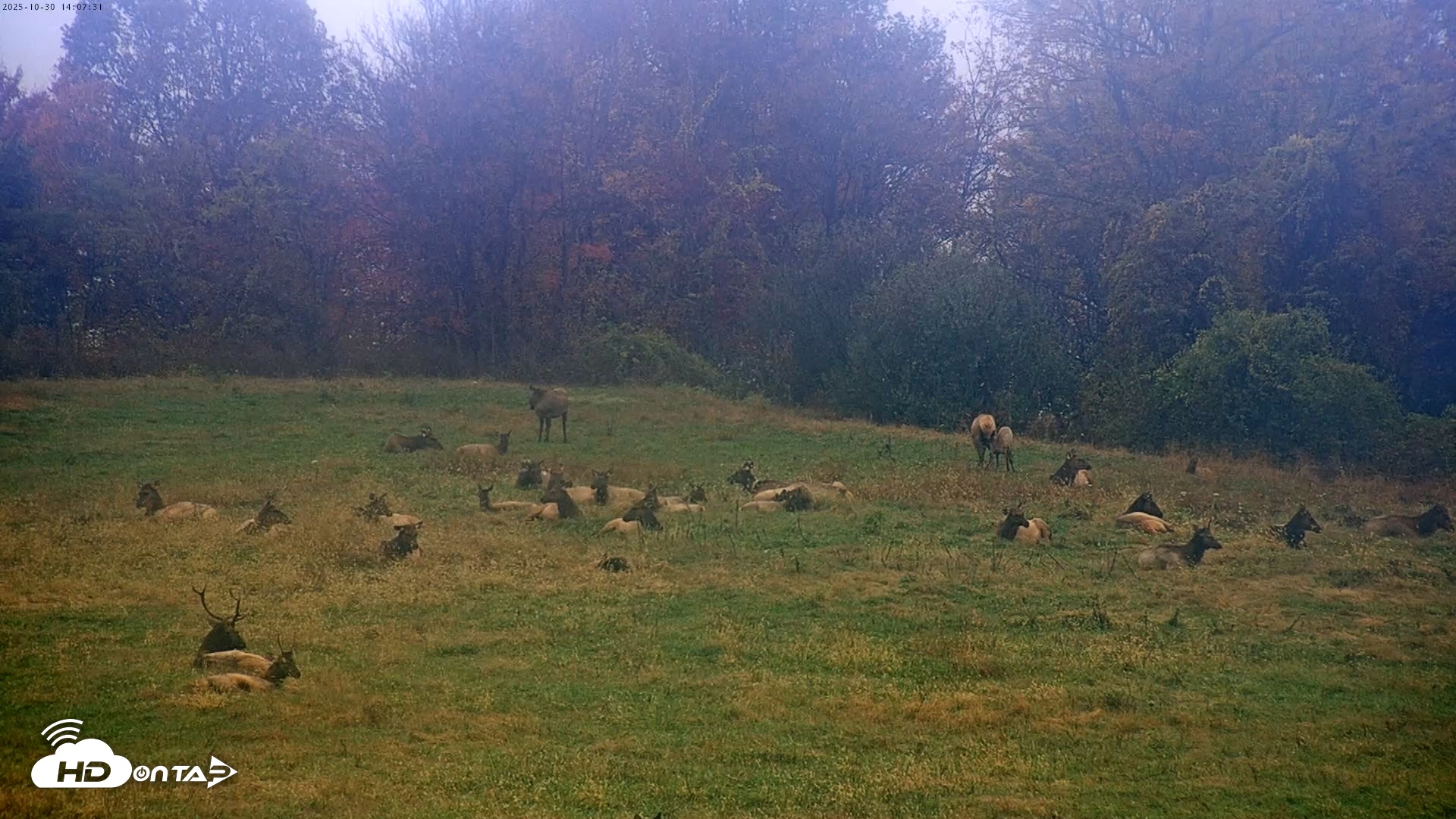 Snapshot of Tennessee Elk Live Webcam taken Oct 30, 2025, 11:43am EDT