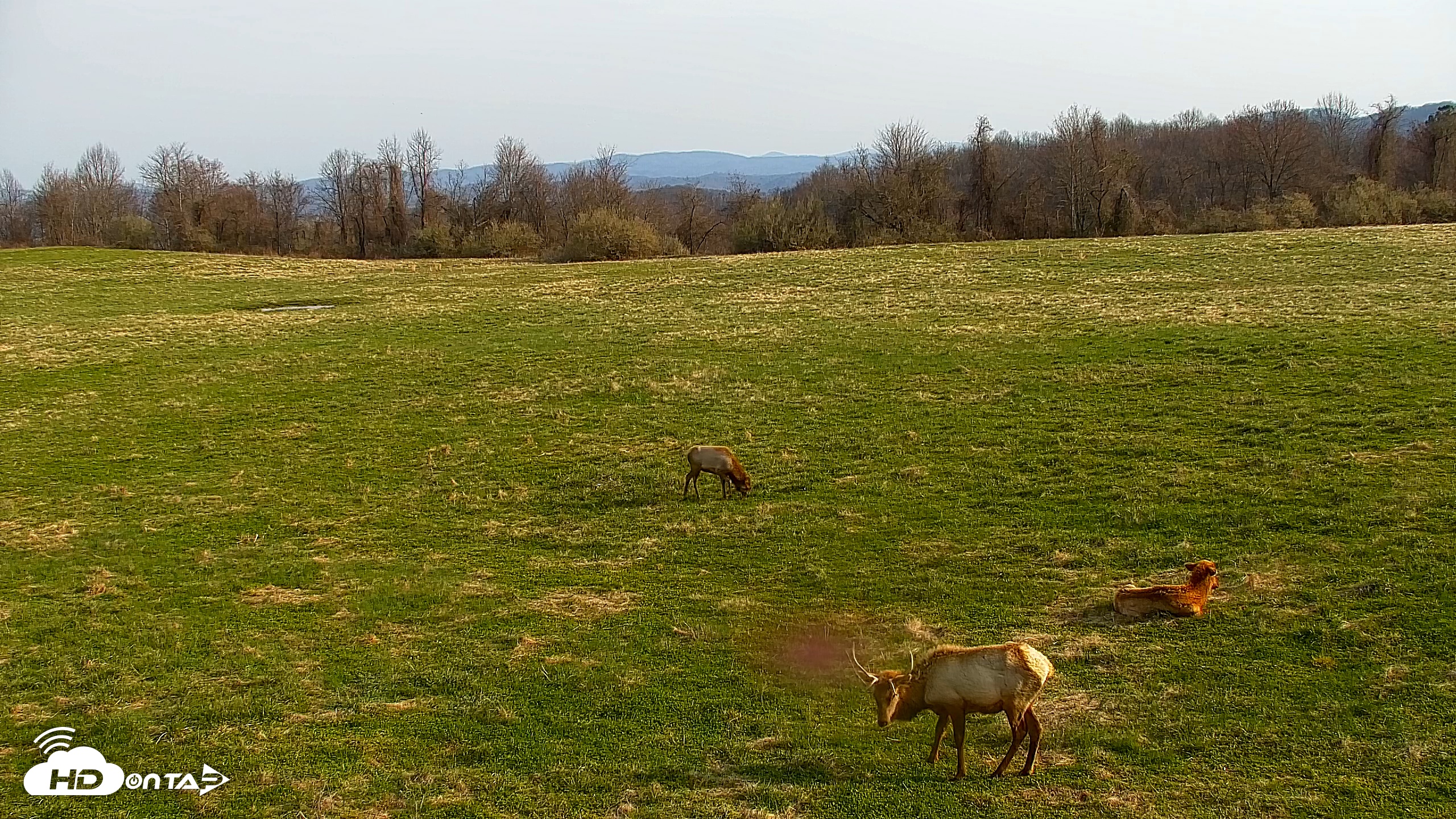 Snapshot of Tennessee Elk Live Webcam taken Mar 21, 2026, 9:42am EDT
