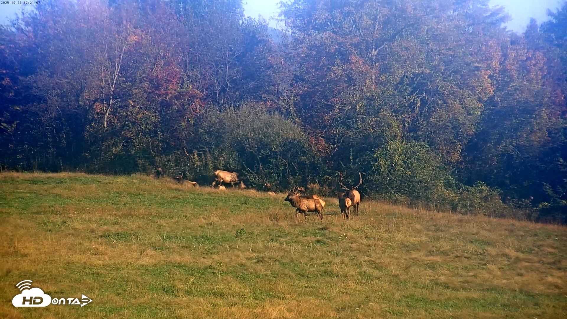 Snapshot of Tennessee Elk Live Webcam taken Oct 22, 2025, 9:57am EDT