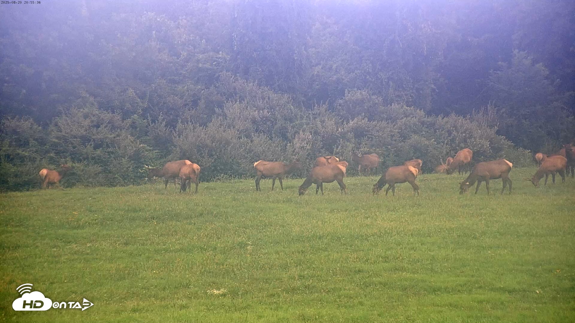 Snapshot of Tennessee Elk Live Webcam taken Aug 20, 2025, 6:33pm EDT