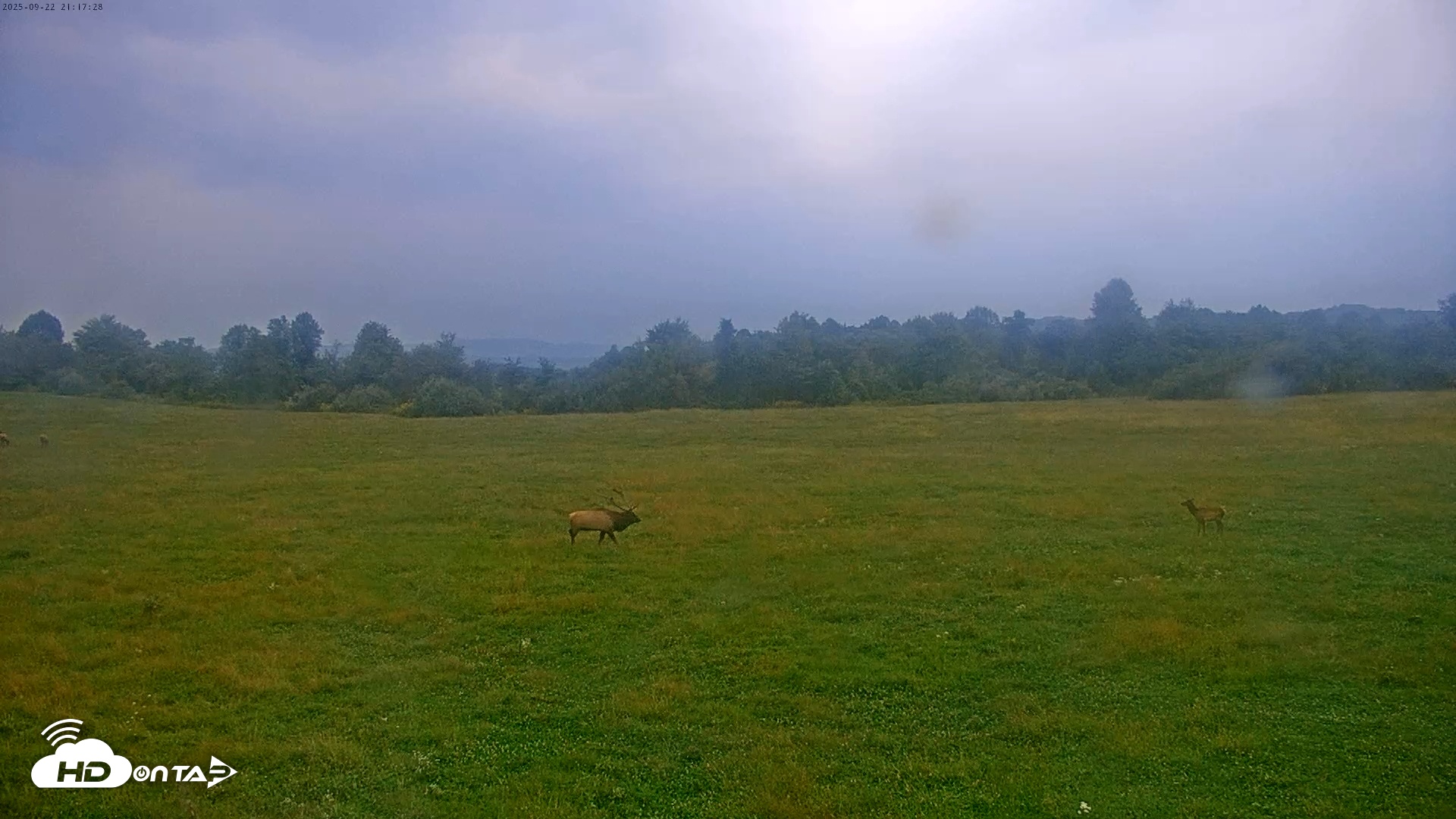 Snapshot of Tennessee Elk Live Webcam taken Sep 22, 2025, 6:53pm EDT