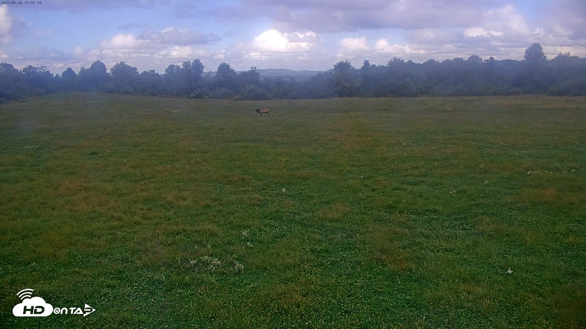 Snapshot of Tennessee Elk Live Webcam taken Sep 26, 2025, 3:31pm EDT