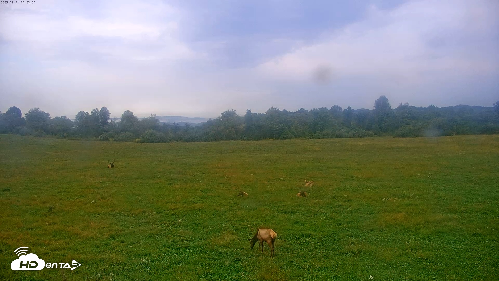 Snapshot of Tennessee Elk Live Webcam taken Sep 21, 2025, 6:00pm EDT