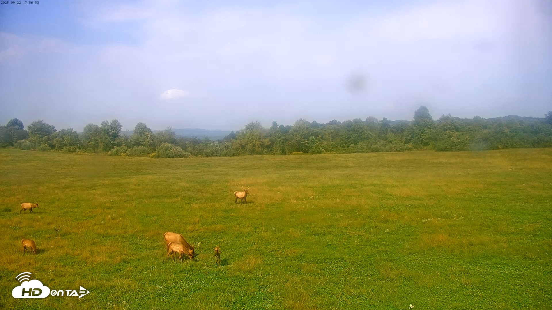 Snapshot of Tennessee Elk Live Webcam taken Sep 22, 2025, 3:26pm EDT