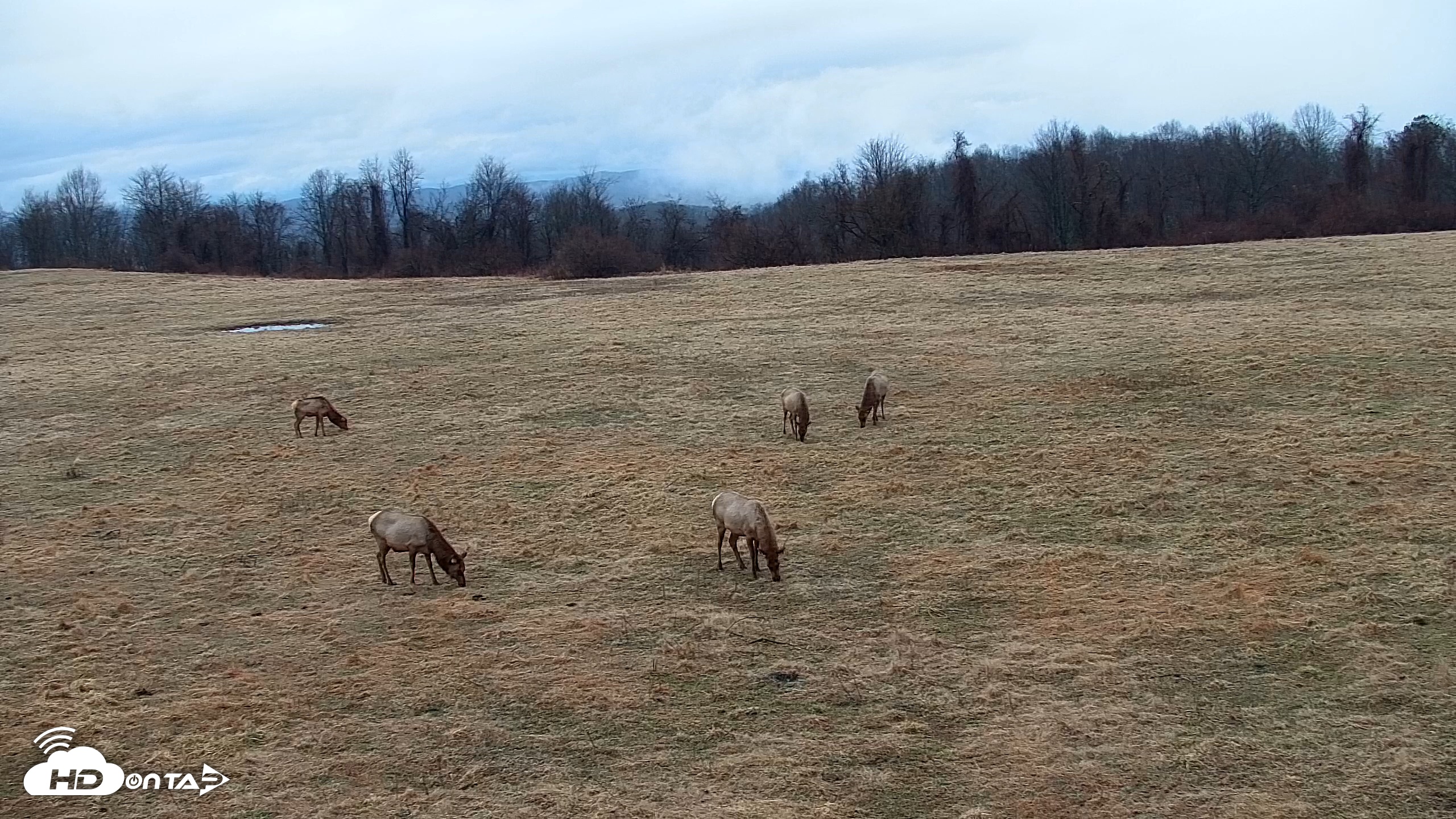 Snapshot of Tennessee Elk Live Webcam taken Feb 18, 2026, 6:27pm EST