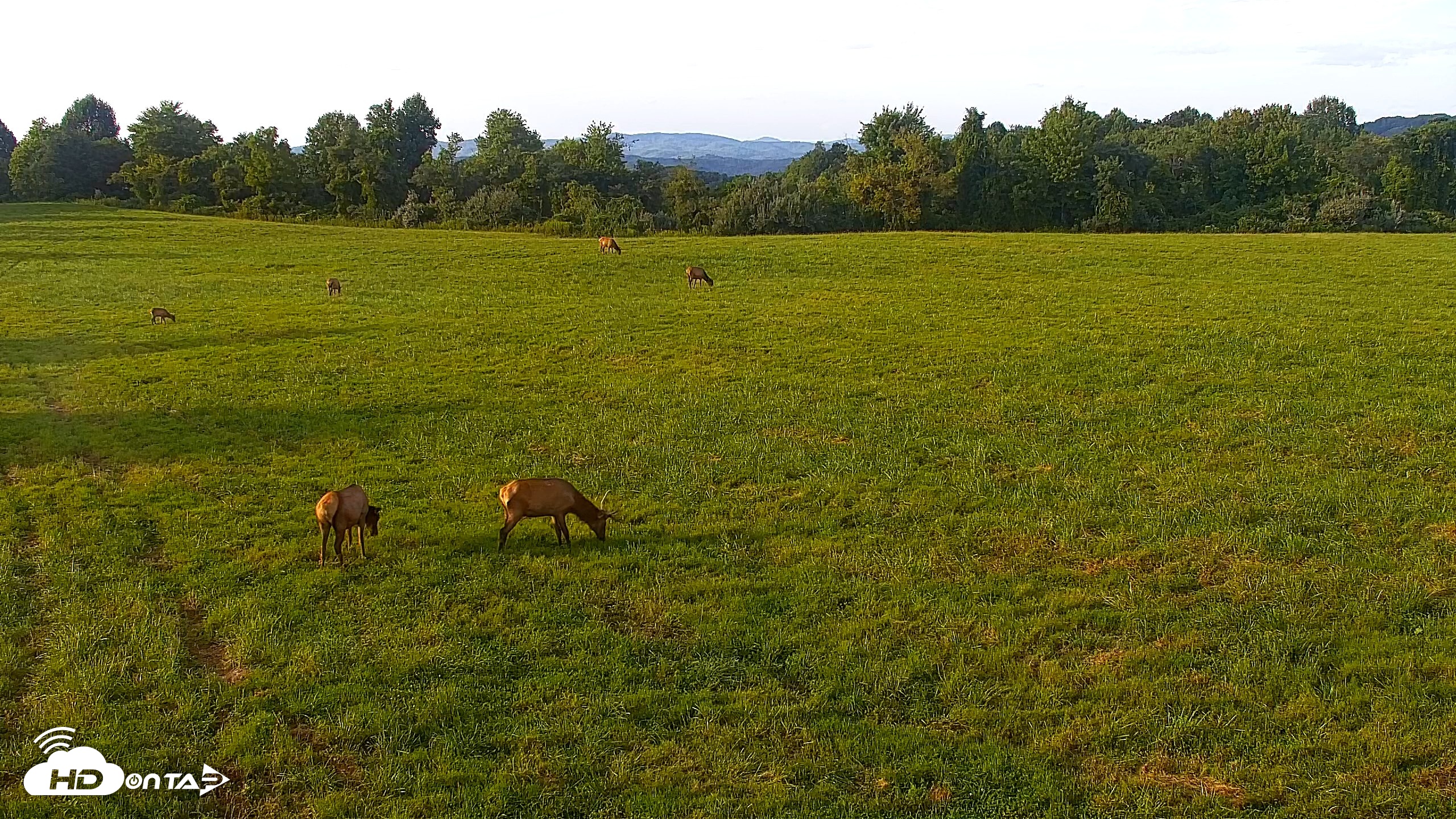 Snapshot of Tennessee Elk Live Webcam taken Aug 23, 2026, 7:04pm EDT