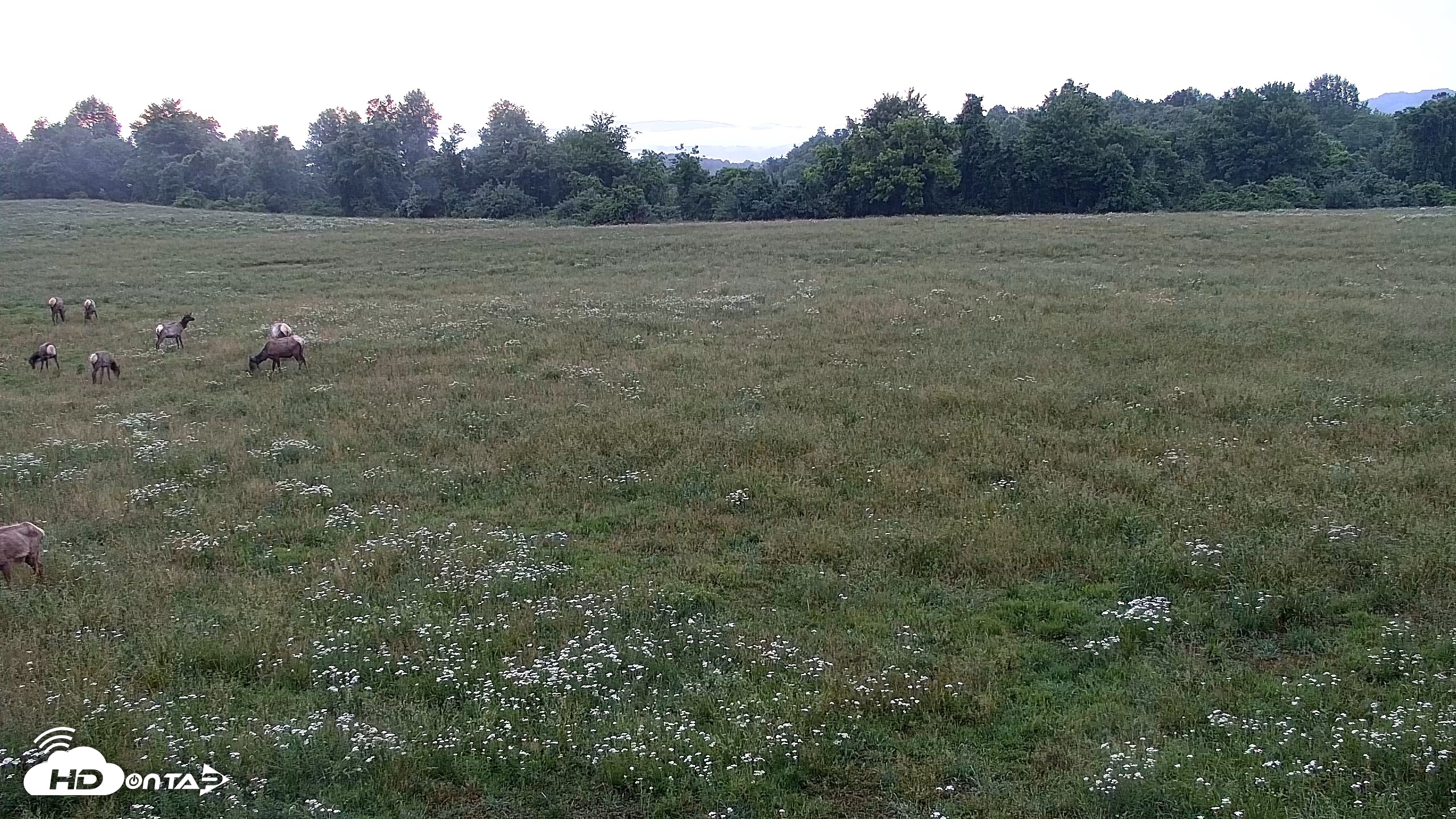 Snapshot of Tennessee Elk Live Webcam taken May 24, 2026, 8:31pm EDT
