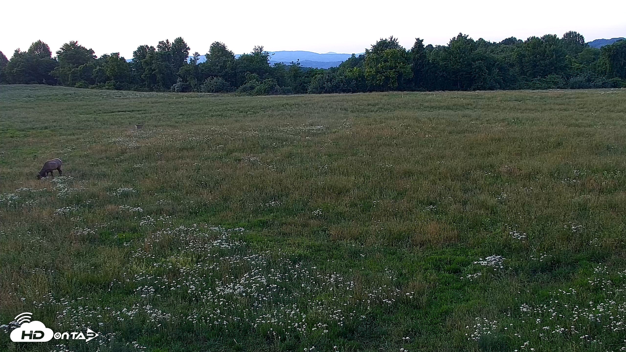 Snapshot of Tennessee Elk Live Webcam taken May 28, 2026, 8:40pm EDT
