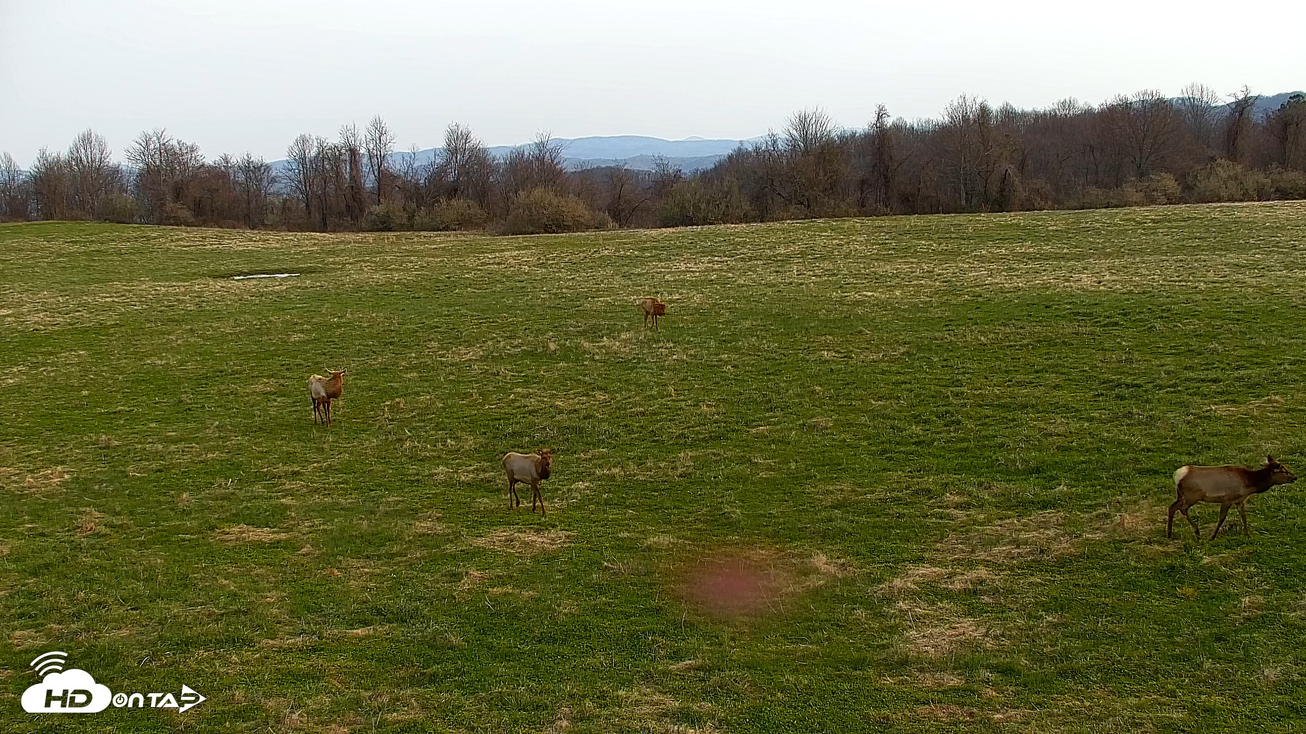 Snapshot of Tennessee Elk Live Webcam taken Mar 21, 2026, 9:25am EDT