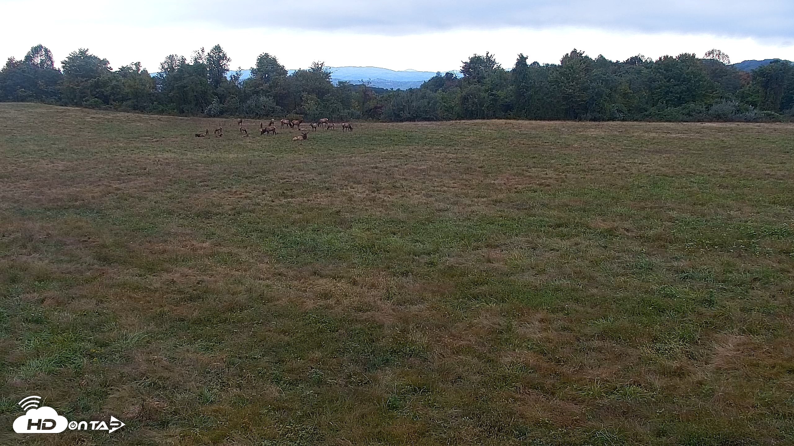 Snapshot of Tennessee Elk Live Webcam taken Oct 4, 2026, 6:45pm EDT