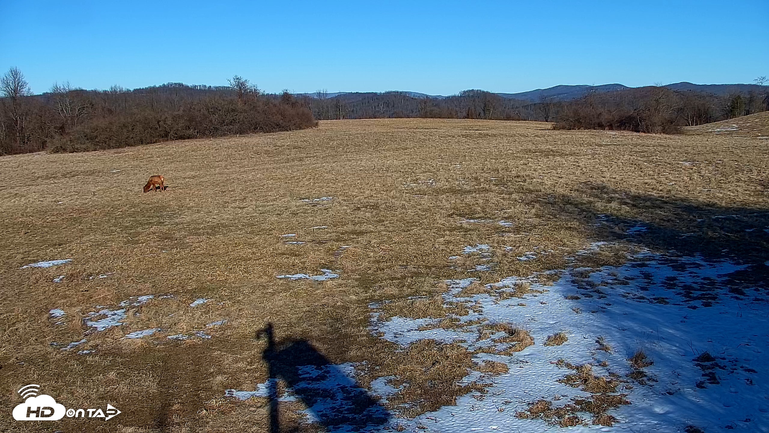 Snapshot of Tennessee Elk Live Webcam taken Feb 7, 2026, 4:34pm EST