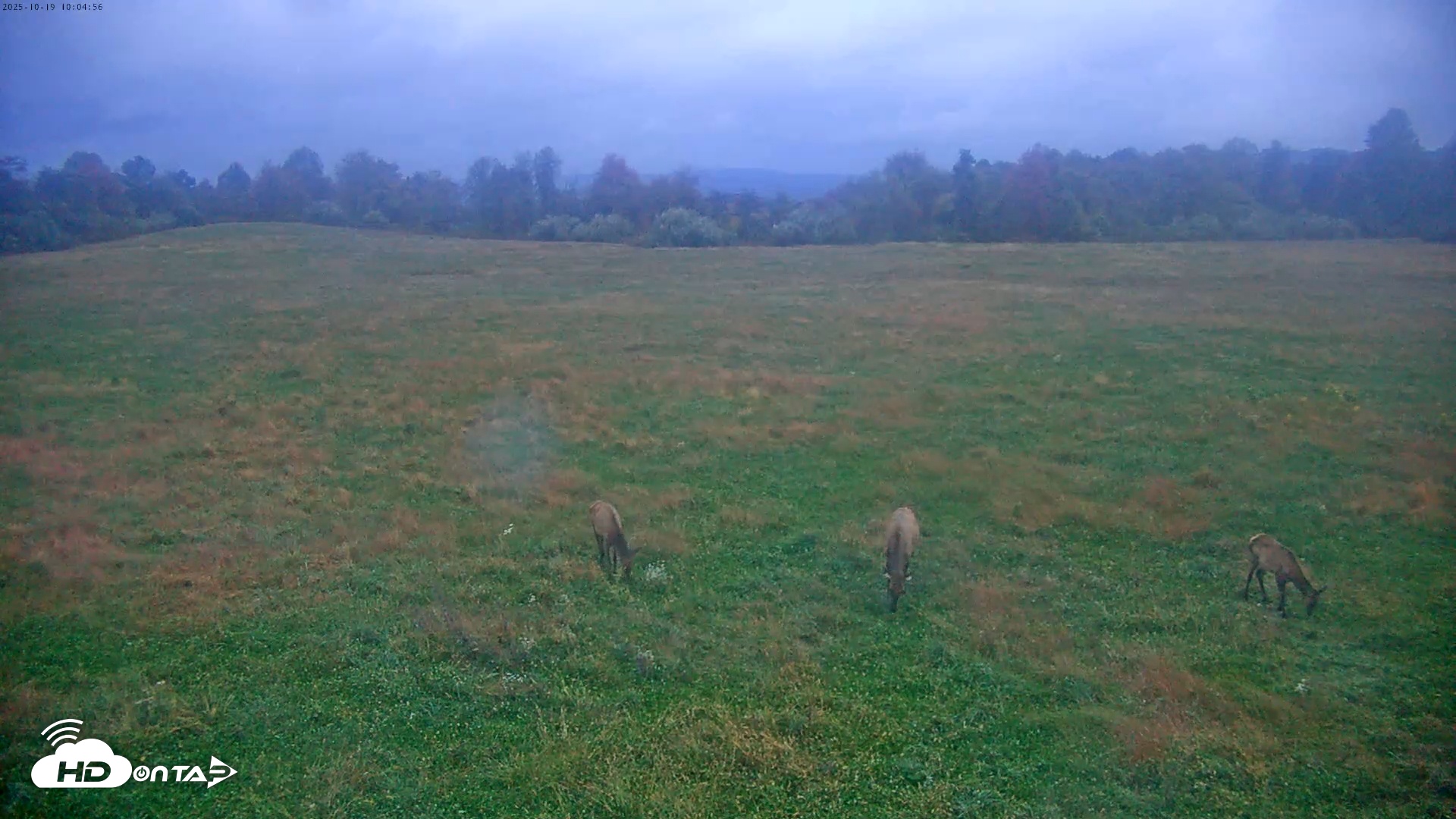 Snapshot of Tennessee Elk Live Webcam taken Oct 19, 2025, 7:44am EDT