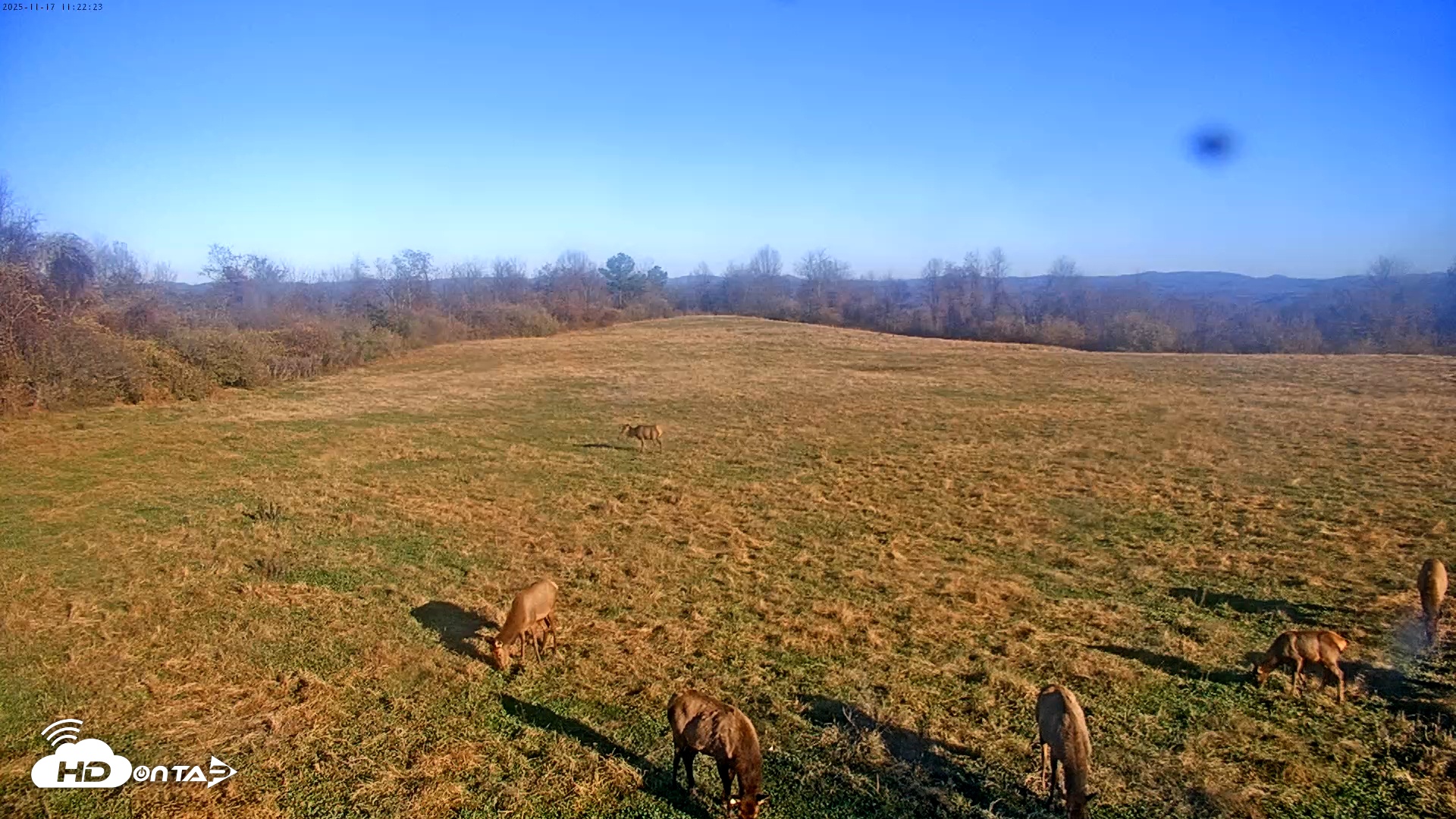 Snapshot of Tennessee Elk Live Webcam taken Nov 17, 2025, 8:58am EST