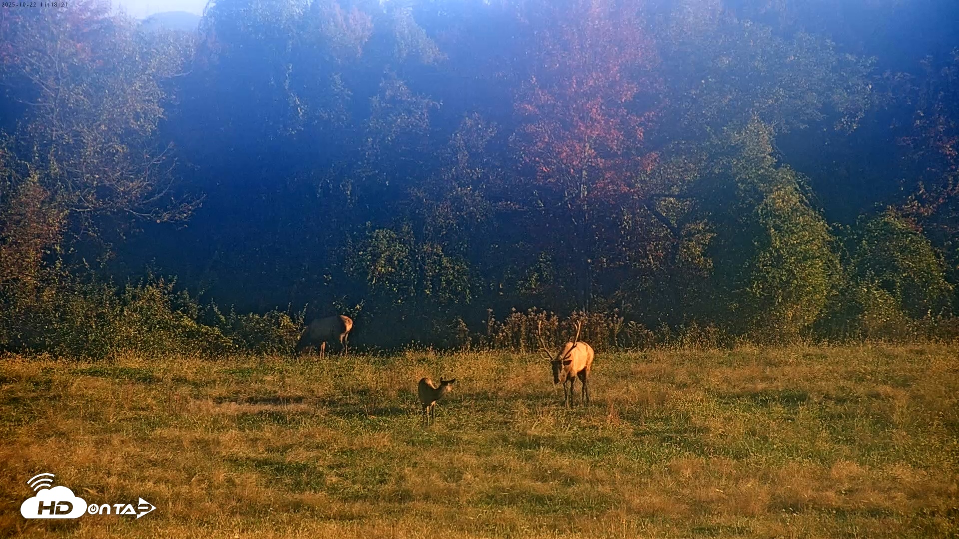 Snapshot of Tennessee Elk Live Webcam taken Oct 22, 2025, 8:55am EDT