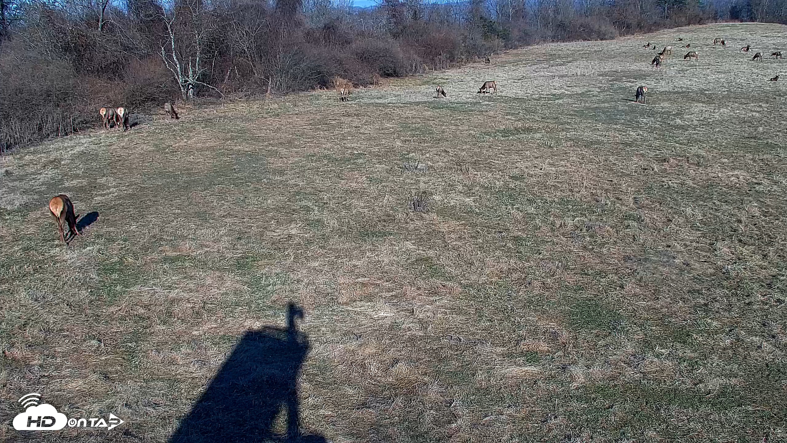 Snapshot of Tennessee Elk Live Webcam taken Jan 18, 2026, 9:59am EST