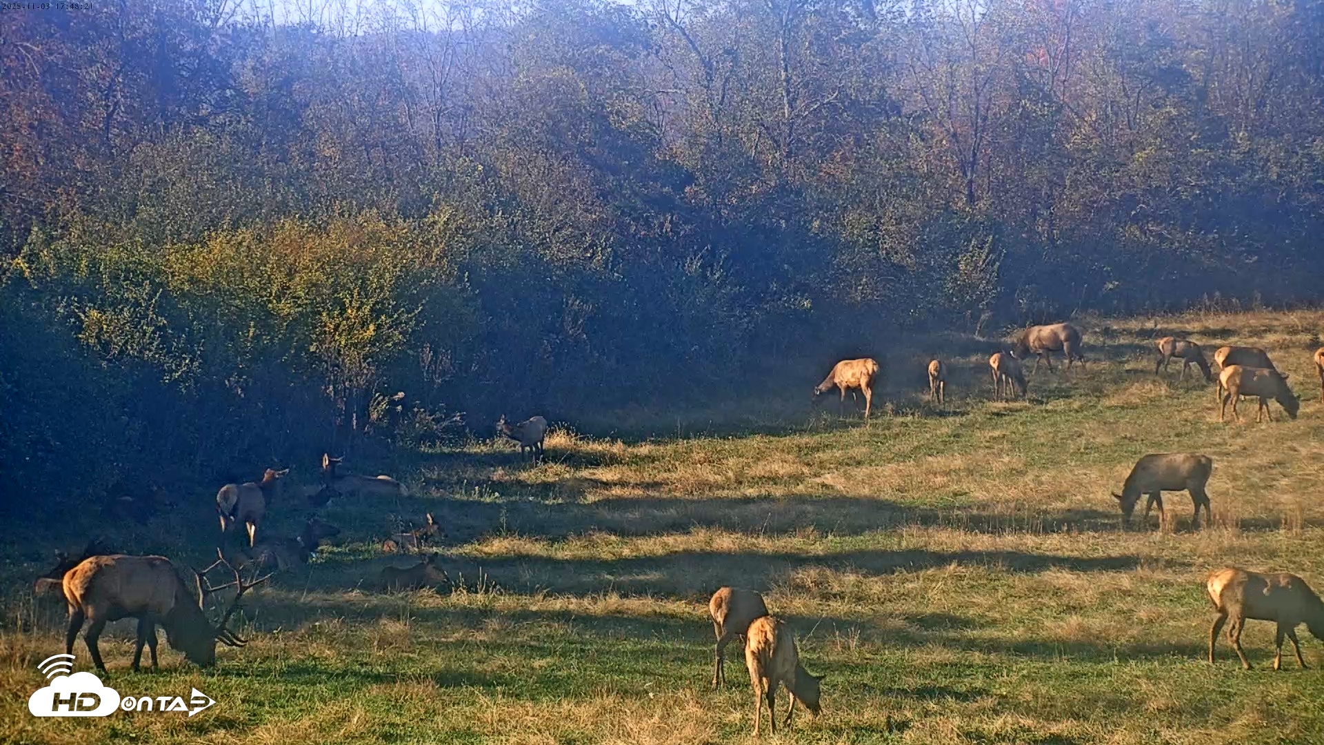 Snapshot of Tennessee Elk Live Webcam taken Nov 3, 2025, 3:24pm EST