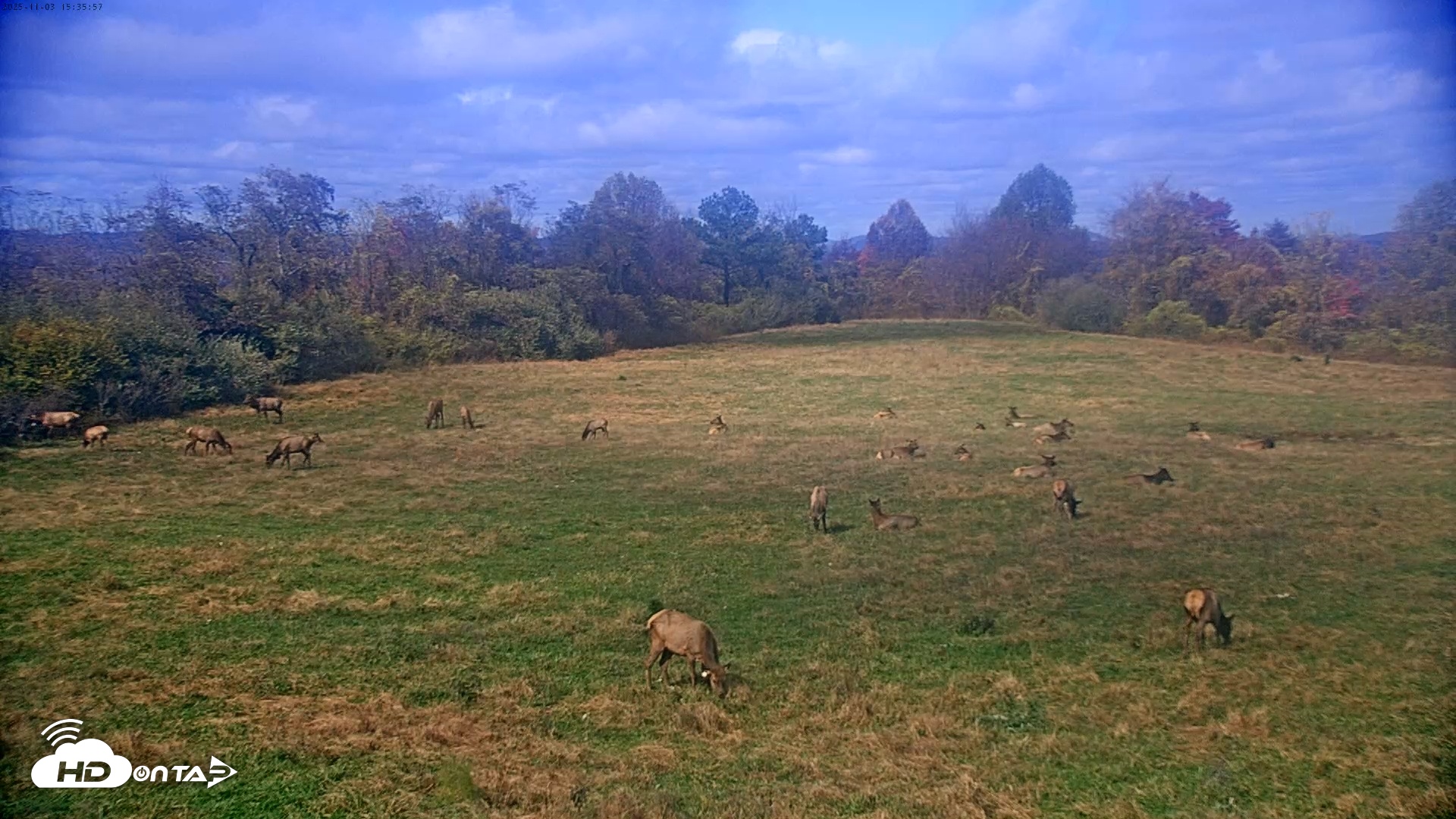 Snapshot of Tennessee Elk Live Webcam taken Nov 3, 2025, 1:12pm EST