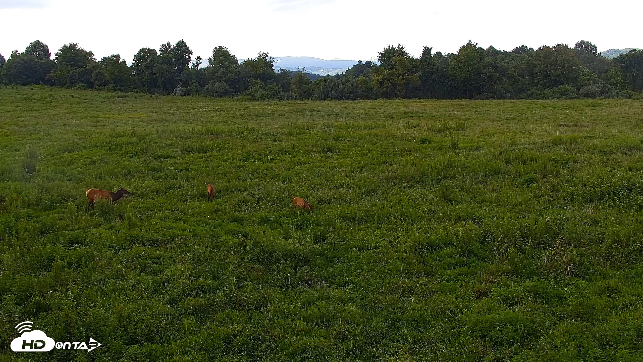 Snapshot of Tennessee Elk Live Webcam taken Aug 6, 2026, 5:23pm EDT