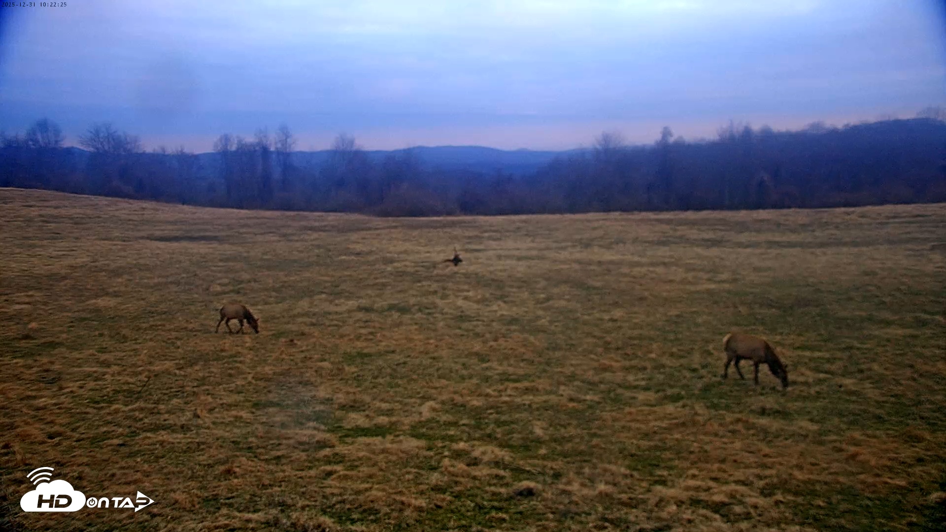 Snapshot of Tennessee Elk Live Webcam taken Dec 31, 2025, 7:58am EST