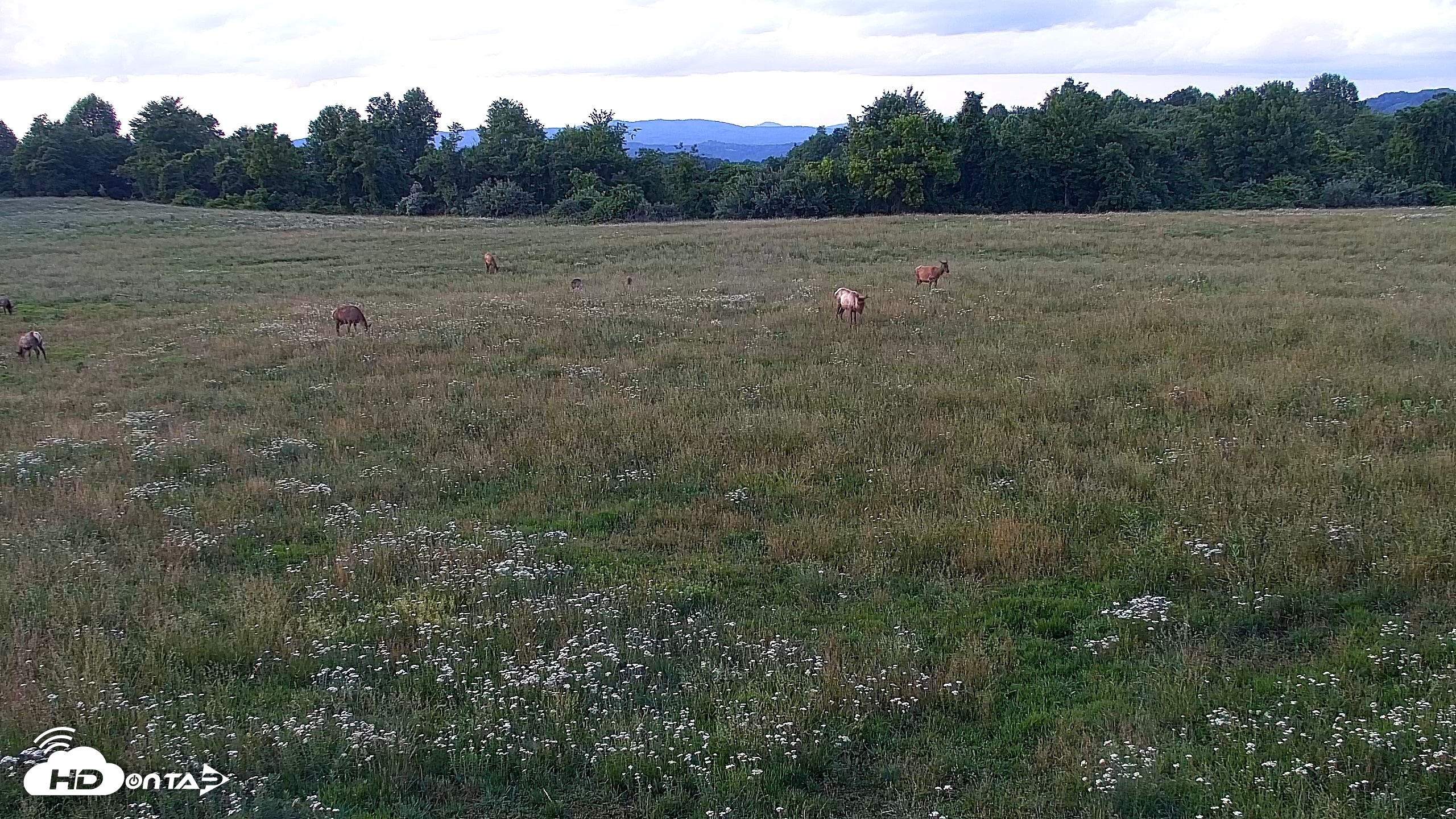 Snapshot of Tennessee Elk Live Webcam taken May 27, 2026, 8:30pm EDT