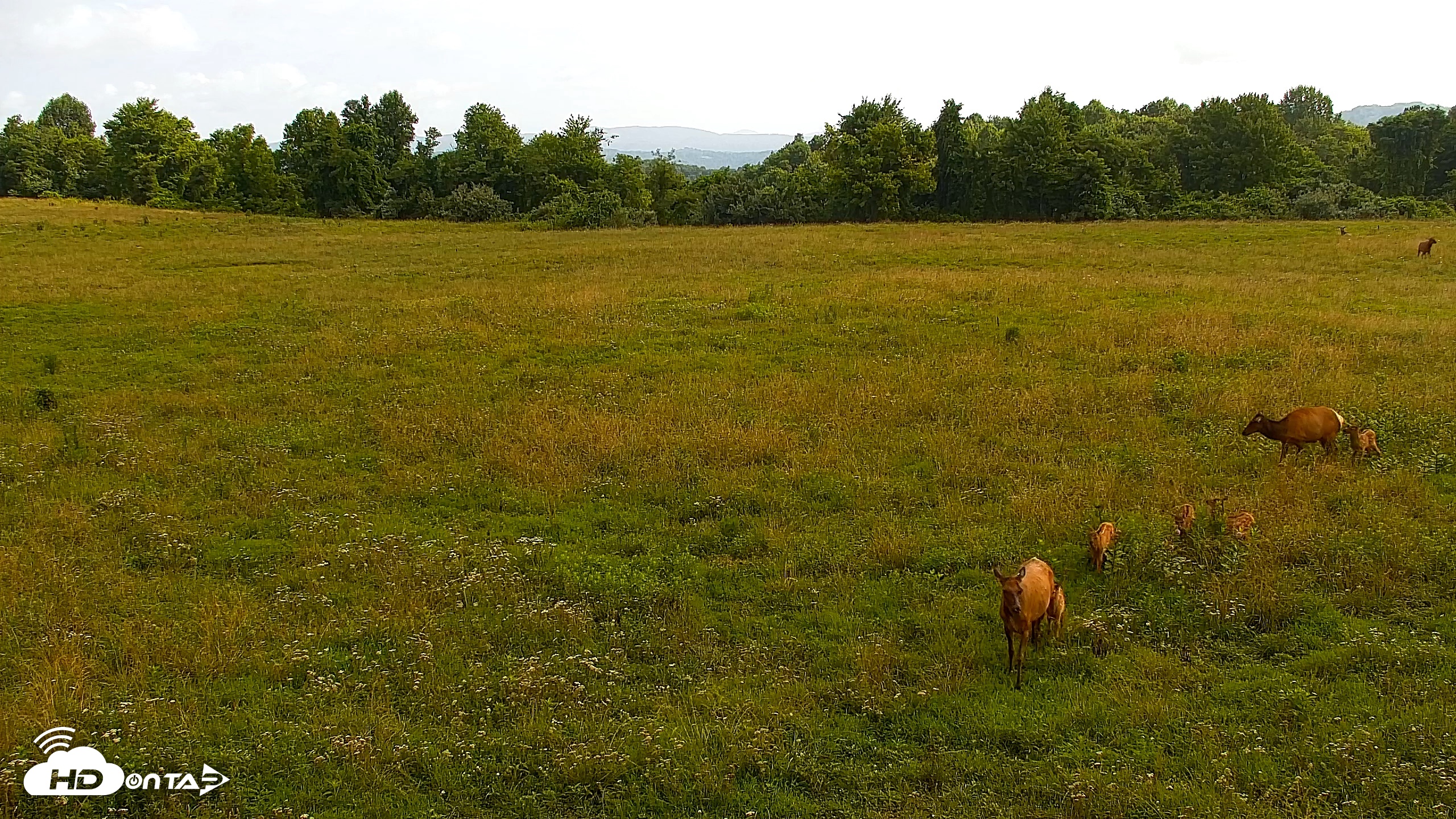 Snapshot of Tennessee Elk Live Webcam taken Jun 29, 2026, 9:54am EDT