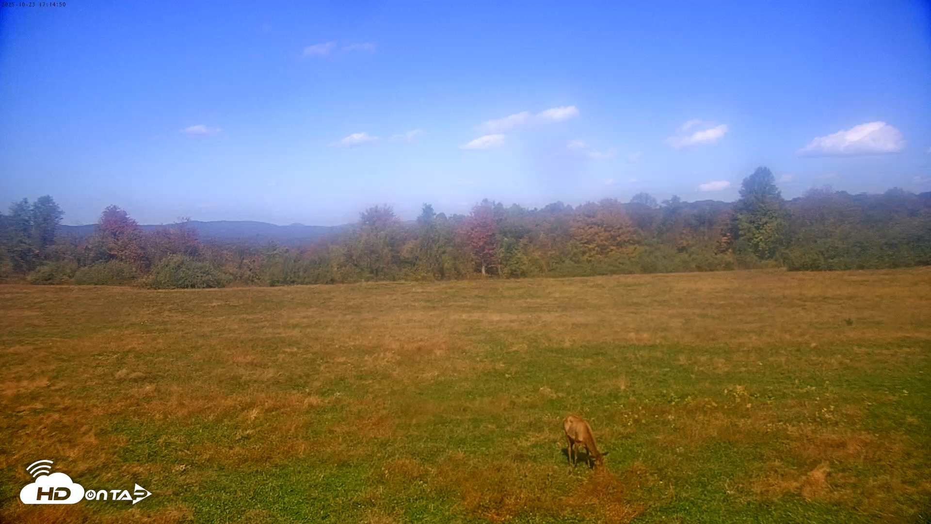 Snapshot of Tennessee Elk Live Webcam taken Oct 23, 2025, 2:50pm EDT