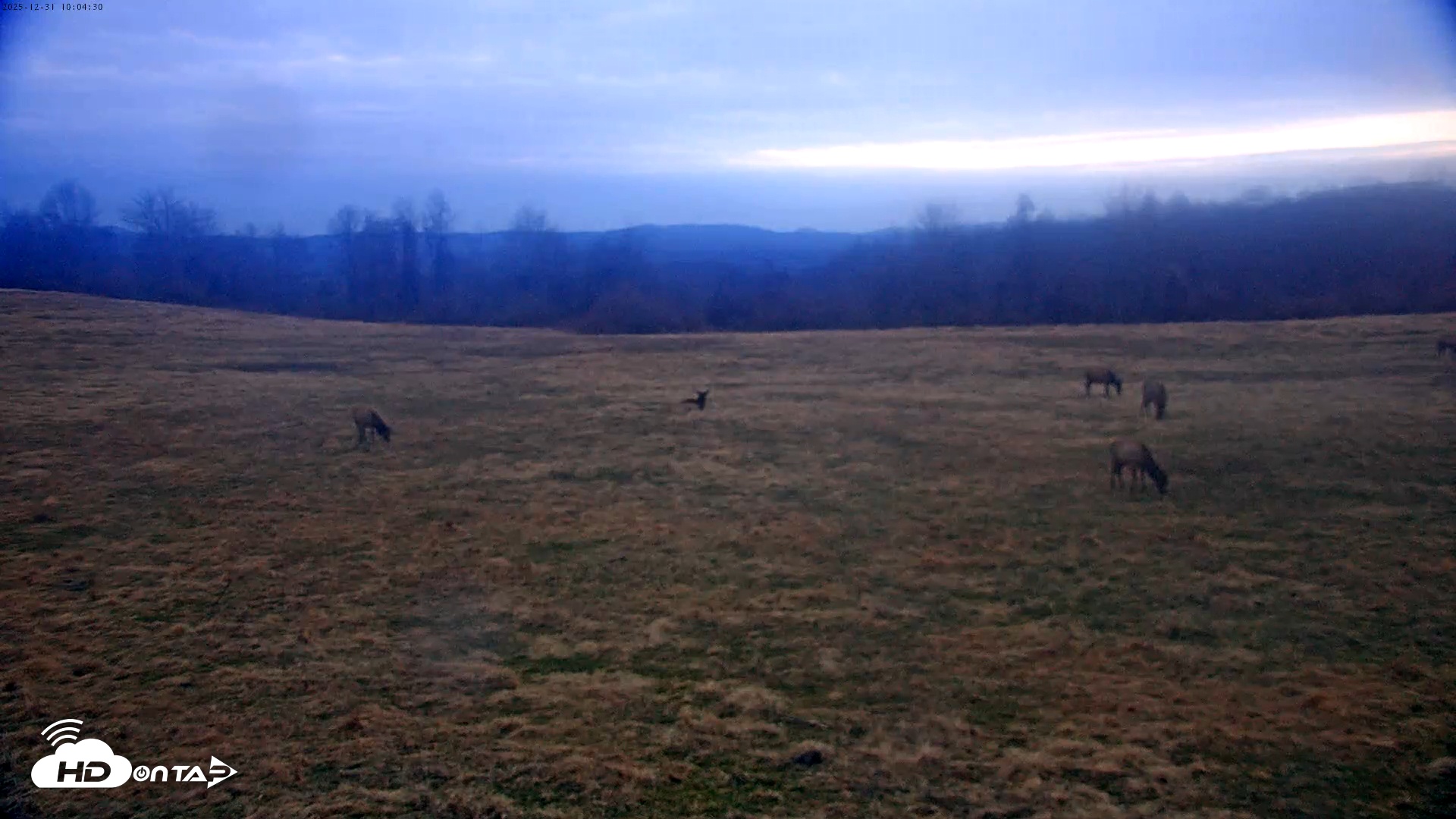 Snapshot of Tennessee Elk Live Webcam taken Dec 31, 2025, 7:41am EST