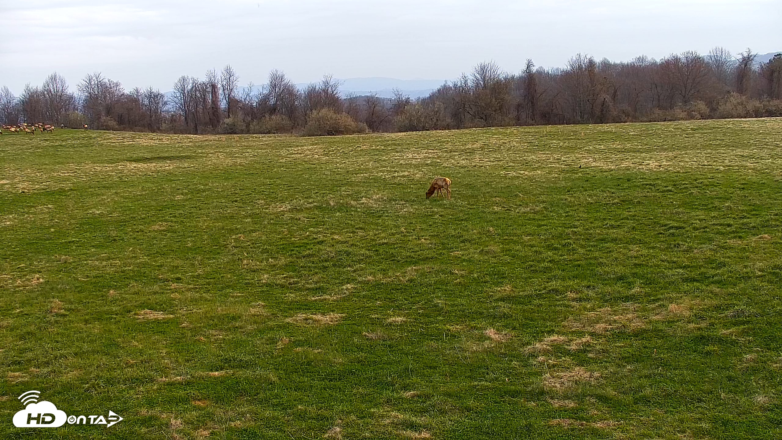 Snapshot of Tennessee Elk Live Webcam taken Mar 27, 2026, 8:09am EDT