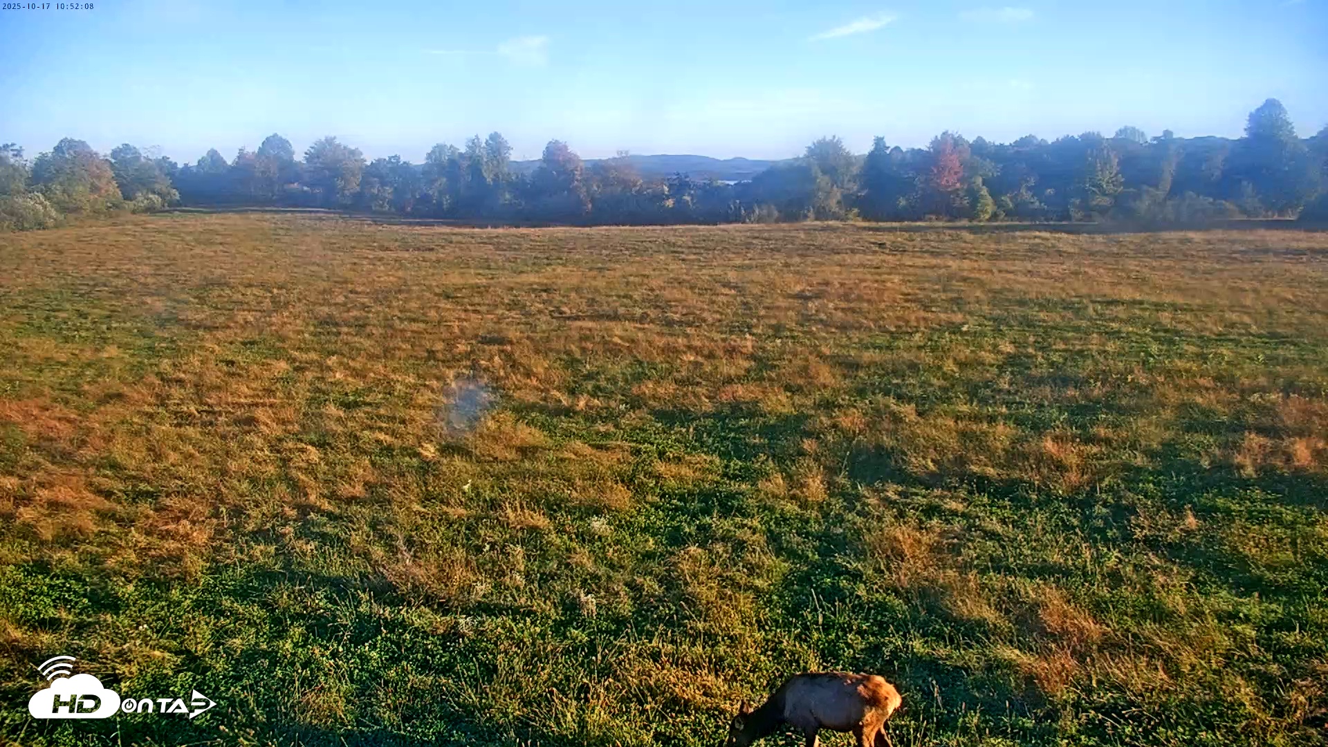 Snapshot of Tennessee Elk Live Webcam taken Oct 17, 2025, 8:28am EDT
