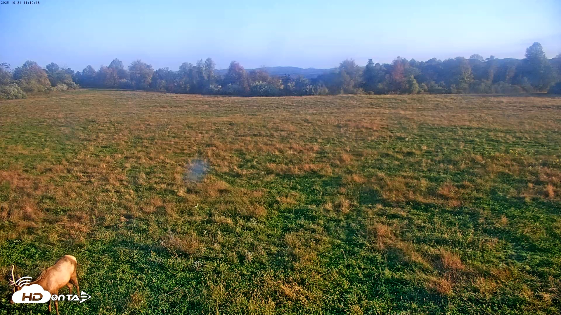 Snapshot of Tennessee Elk Live Webcam taken Oct 21, 2025, 8:46am EDT