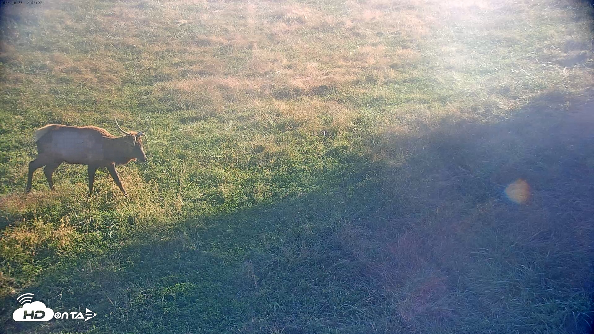 Snapshot of Tennessee Elk Live Webcam taken Oct 23, 2025, 9:44am EDT