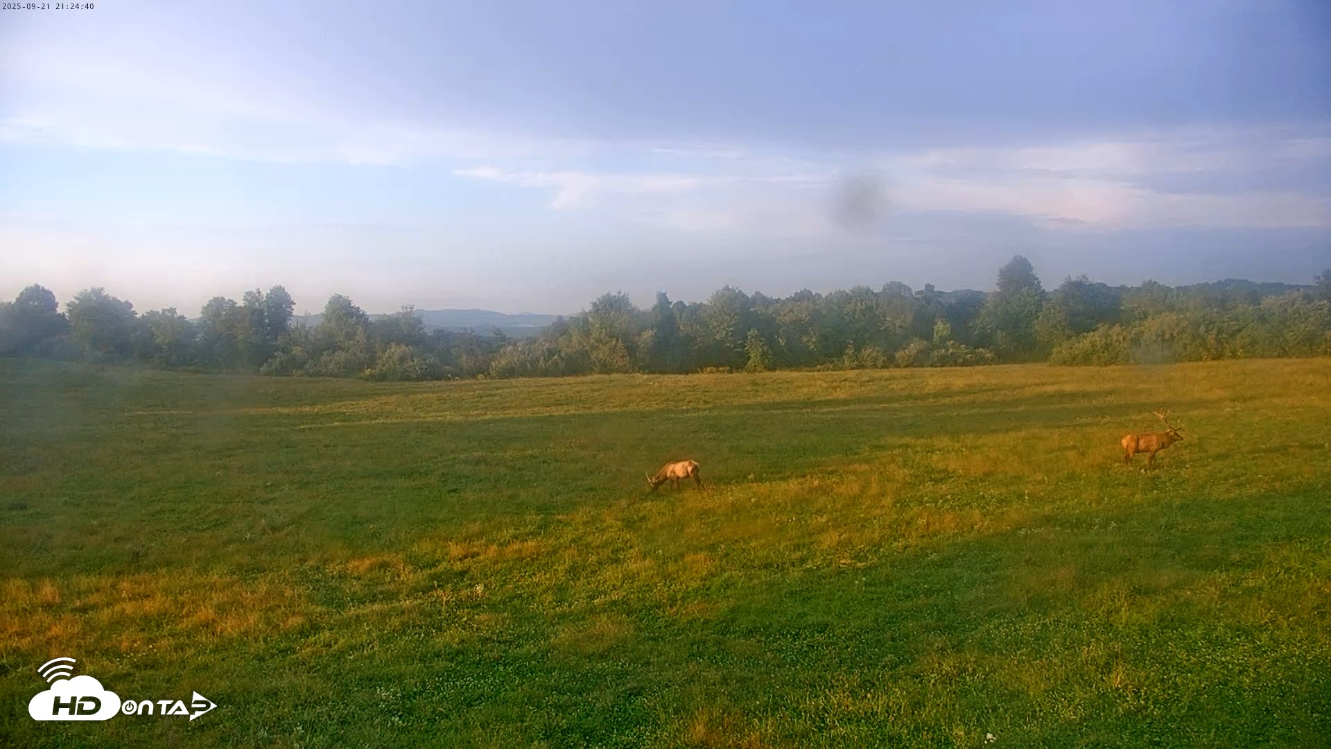 Snapshot of Tennessee Elk Live Webcam taken Sep 21, 2025, 7:00pm EDT