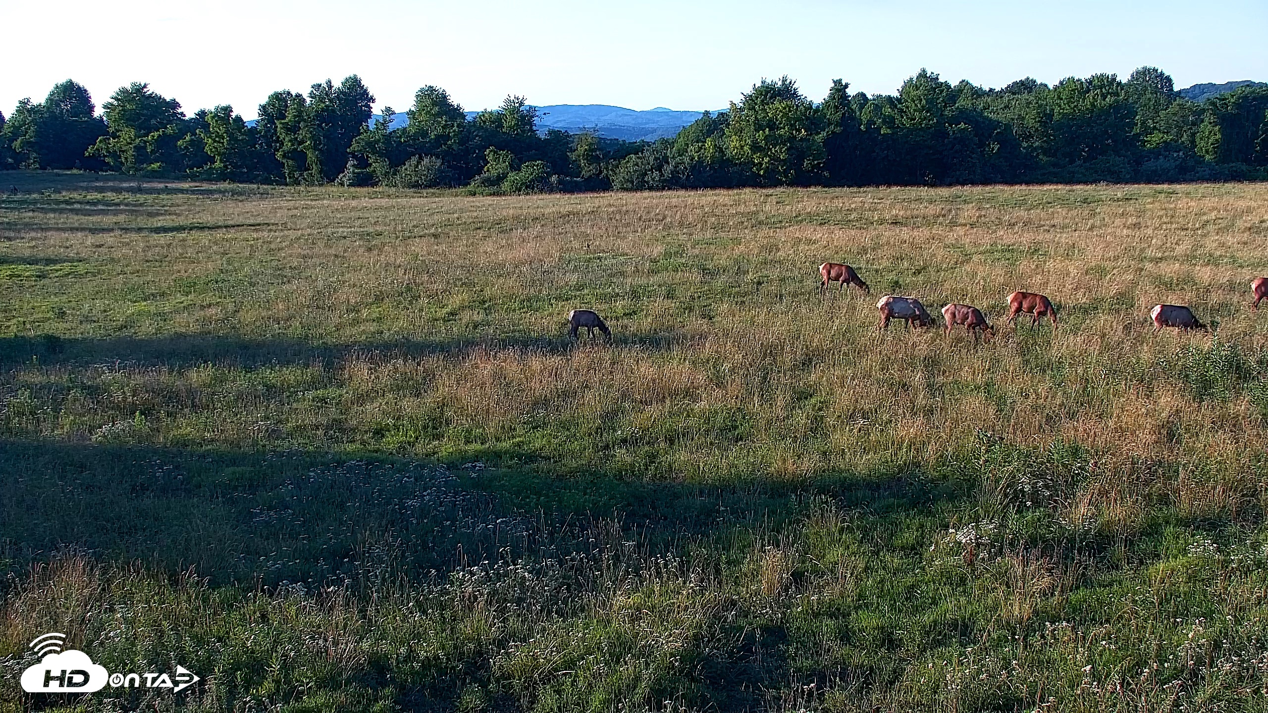 Snapshot of Tennessee Elk Live Webcam taken Jun 23, 2026, 7:57pm EDT