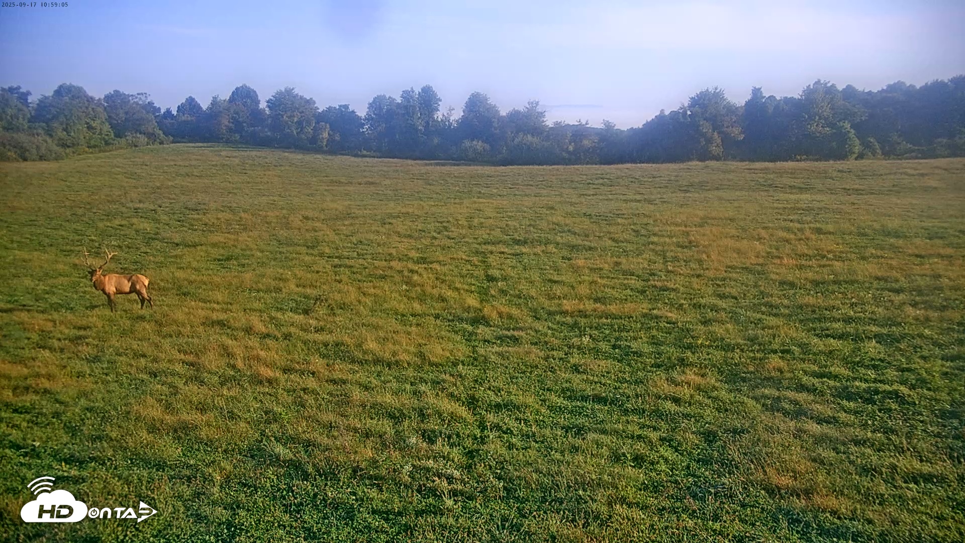 Snapshot of Tennessee Elk Live Webcam taken Sep 17, 2025, 8:35am EDT