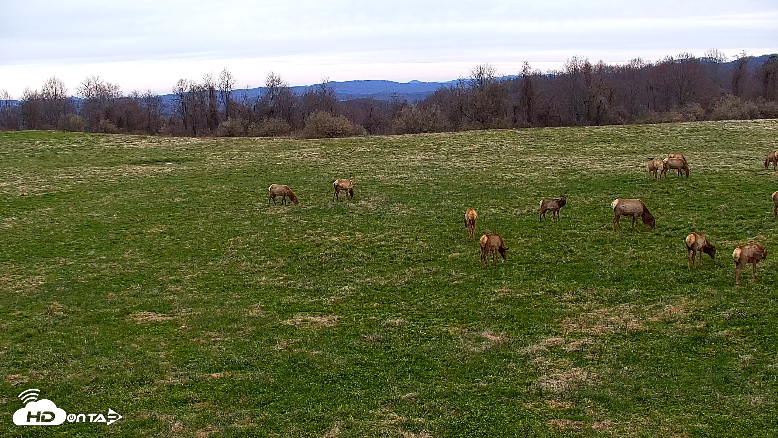 Snapshot of Tennessee Elk Live Webcam taken Mar 24, 2026, 8:15am EDT