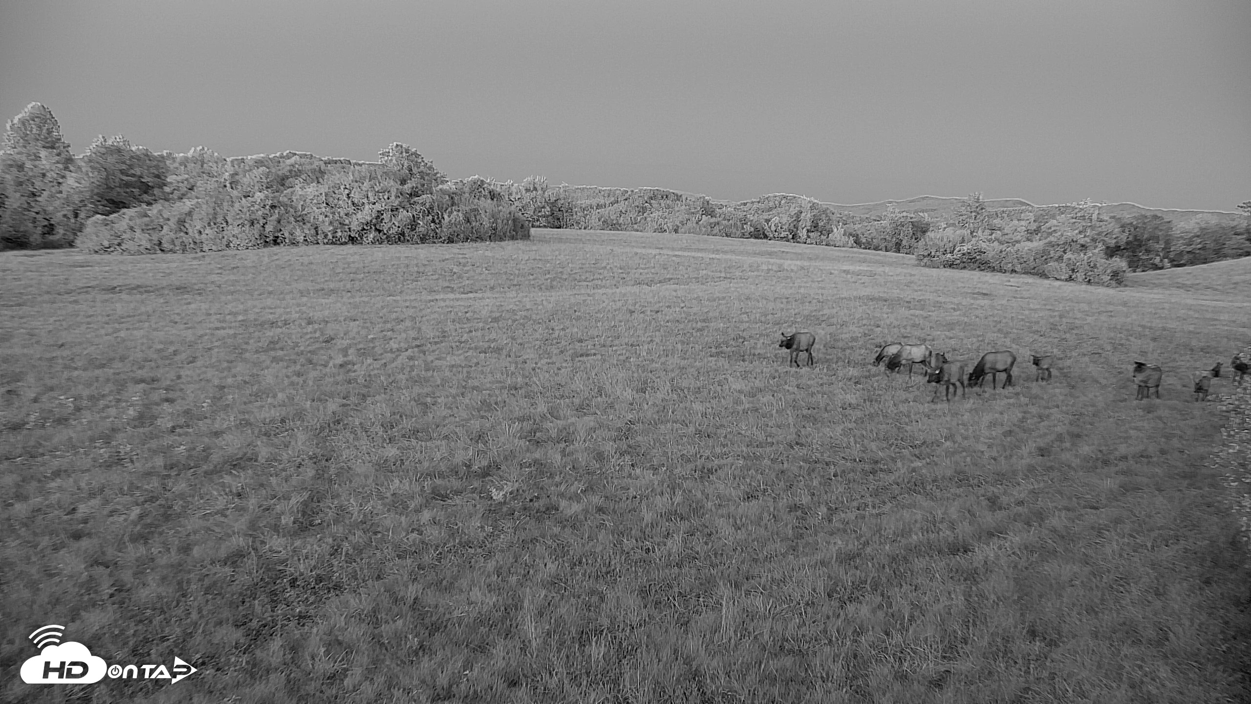 Snapshot of Tennessee Elk Live Webcam taken Oct 7, 2026, 7:28pm EDT