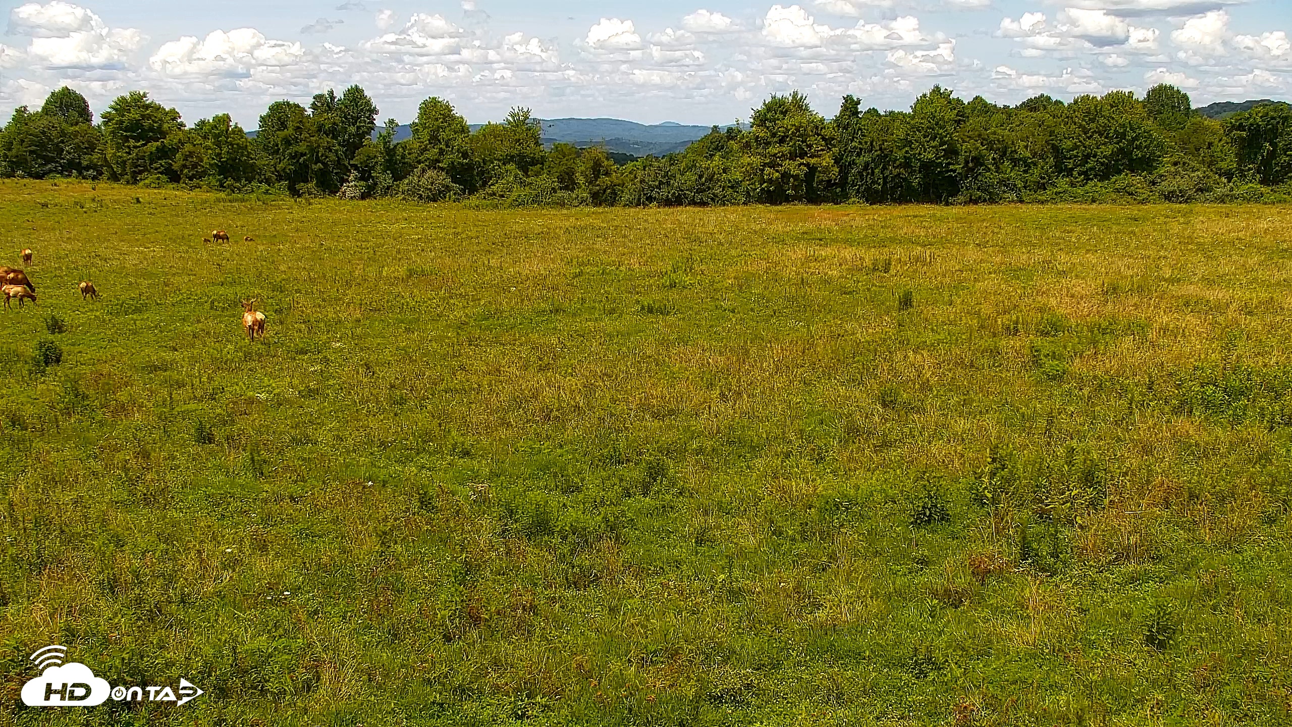 Snapshot of Tennessee Elk Live Webcam taken Jul 15, 2026, 3:03pm EDT