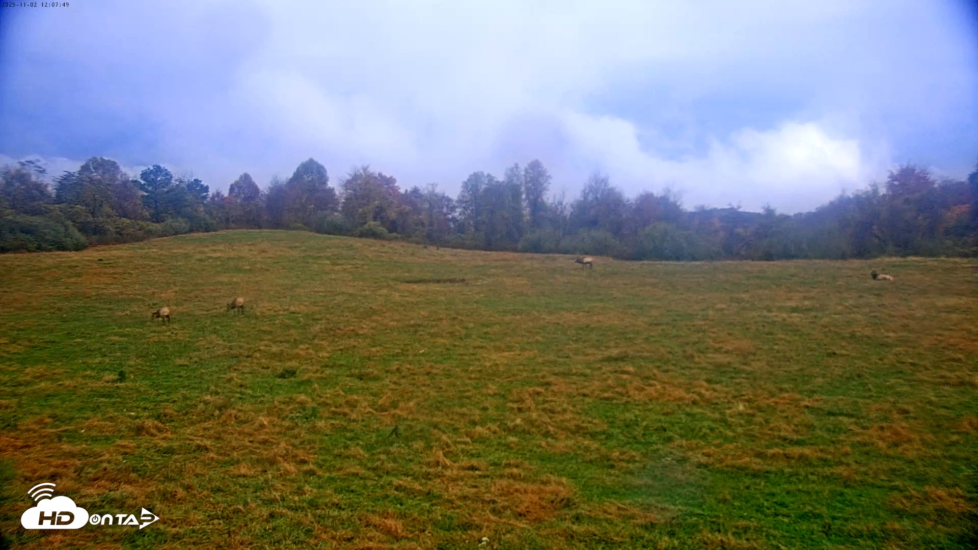 Snapshot of Tennessee Elk Live Webcam taken Nov 2, 2025, 9:43am EST