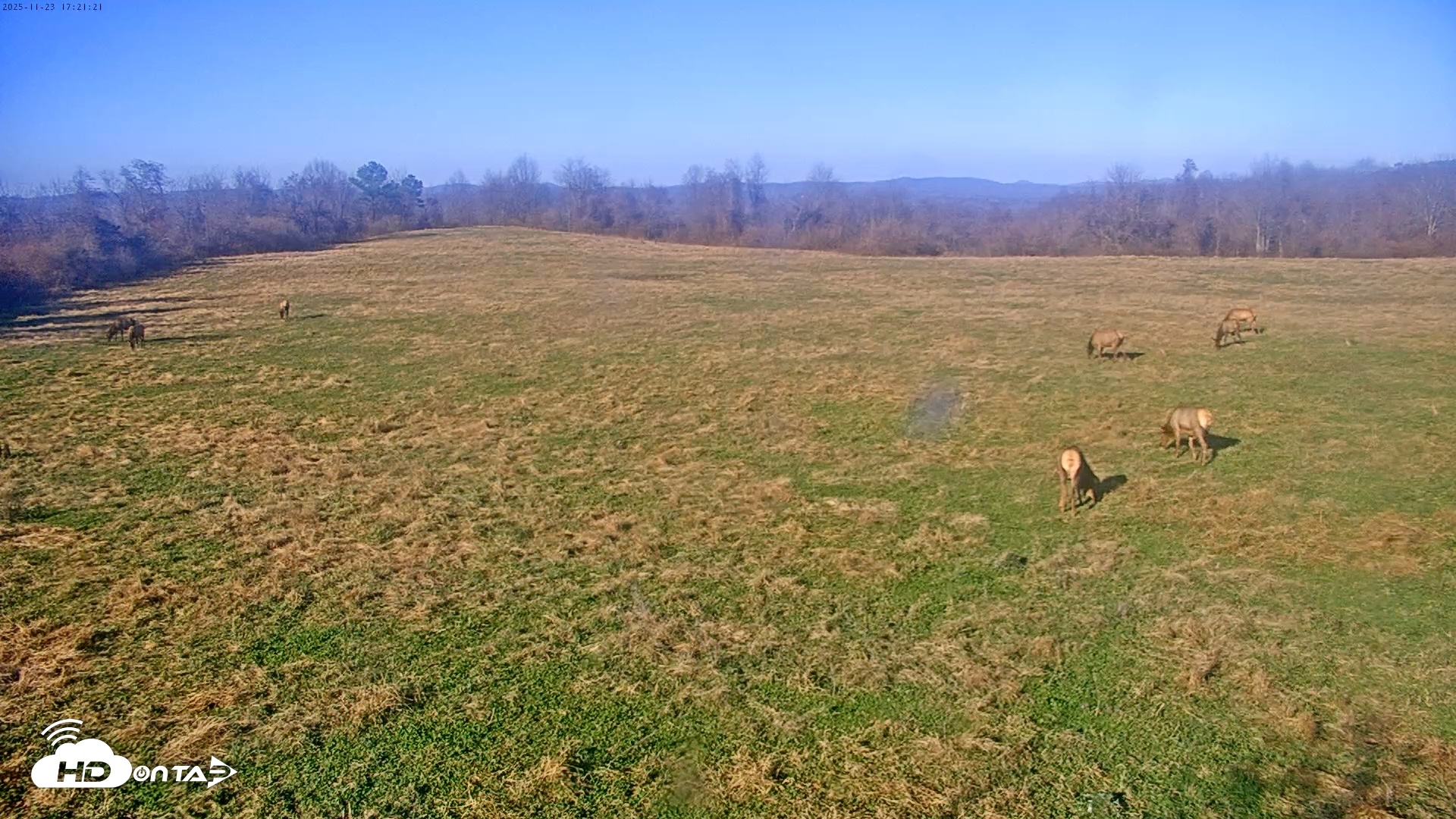 Snapshot of Tennessee Elk Live Webcam taken Nov 23, 2025, 2:58pm EST
