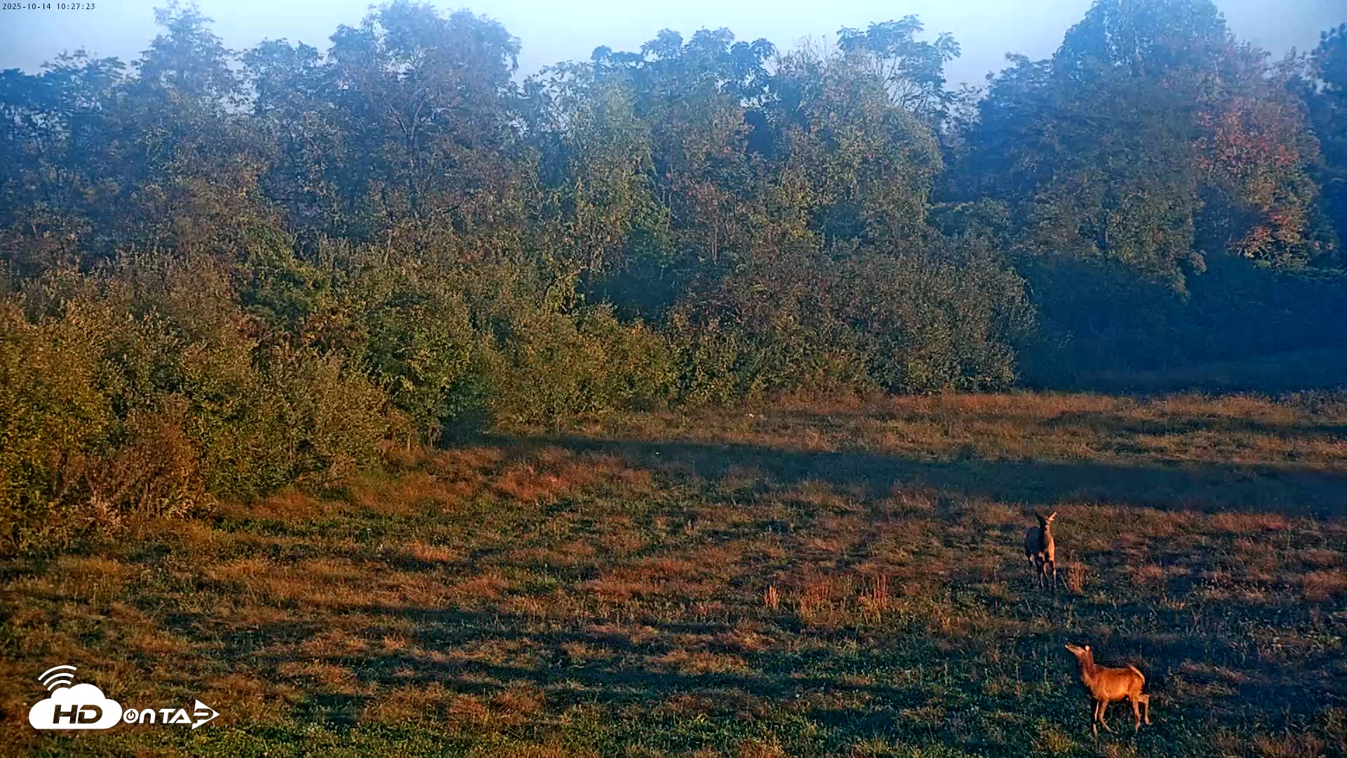 Snapshot of Tennessee Elk Live Webcam taken Oct 14, 2025, 8:03am EDT