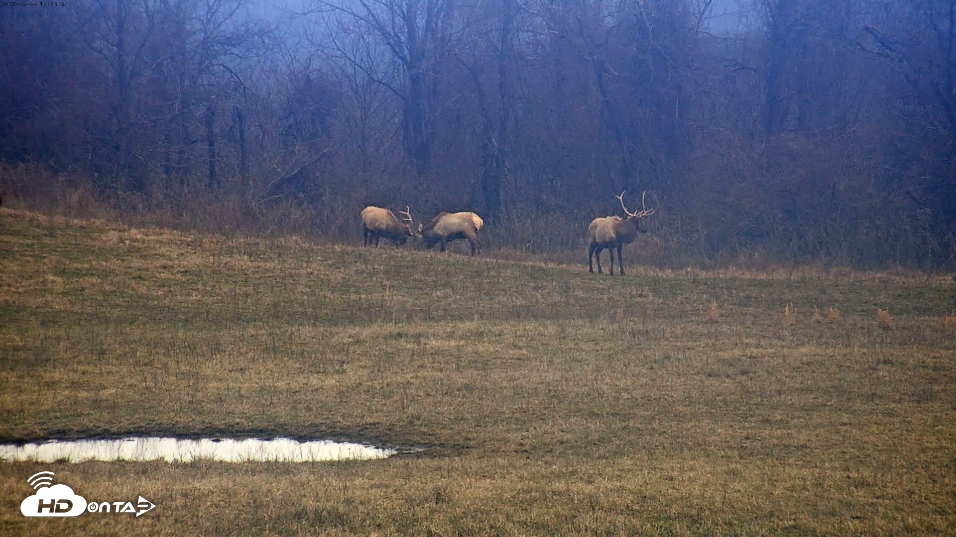 Snapshot of Tennessee Elk Live Webcam taken Feb 4, 2025, 8:11am EST